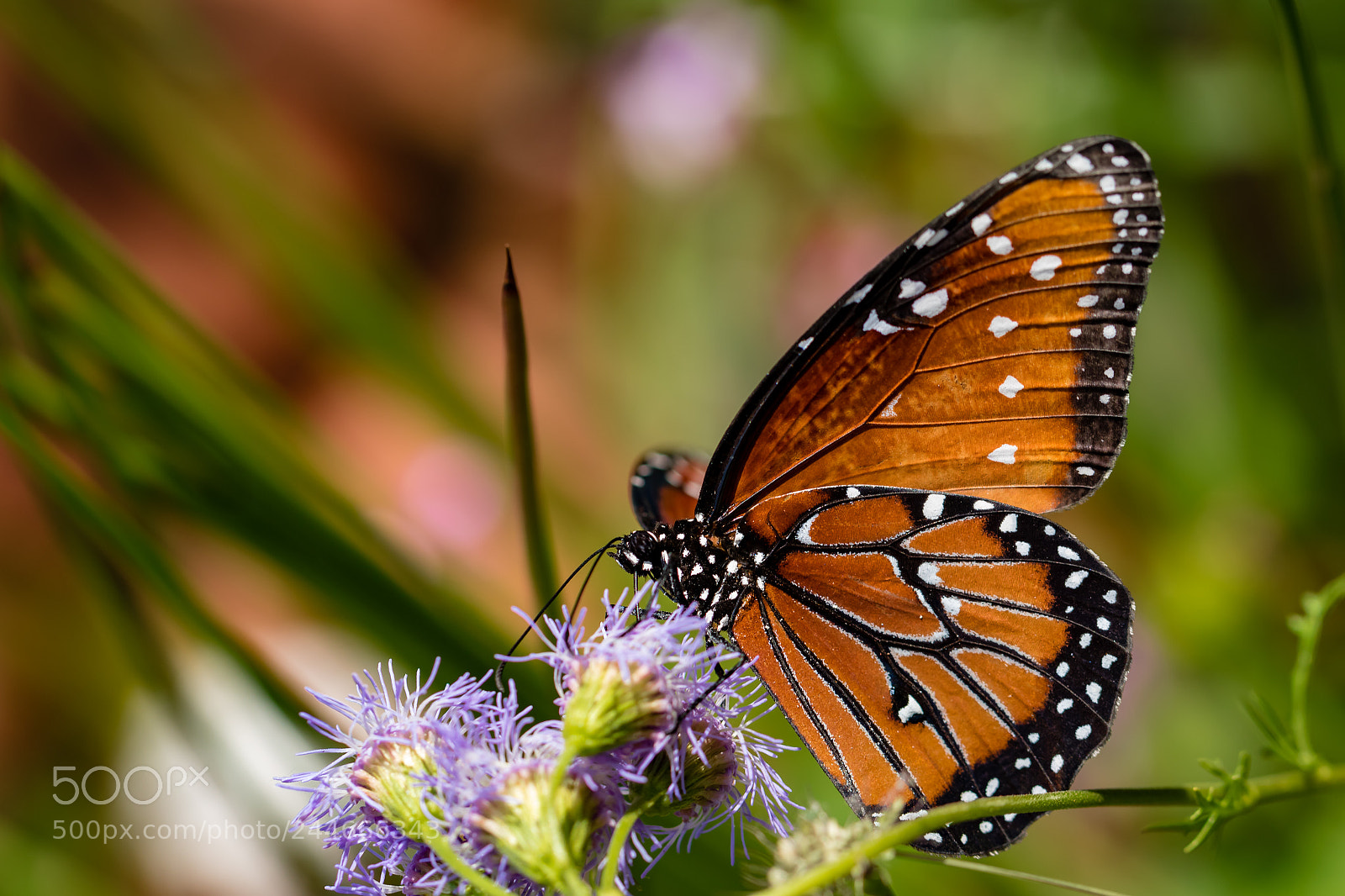 Canon EOS 7D Mark II sample photo. Queen iv photography