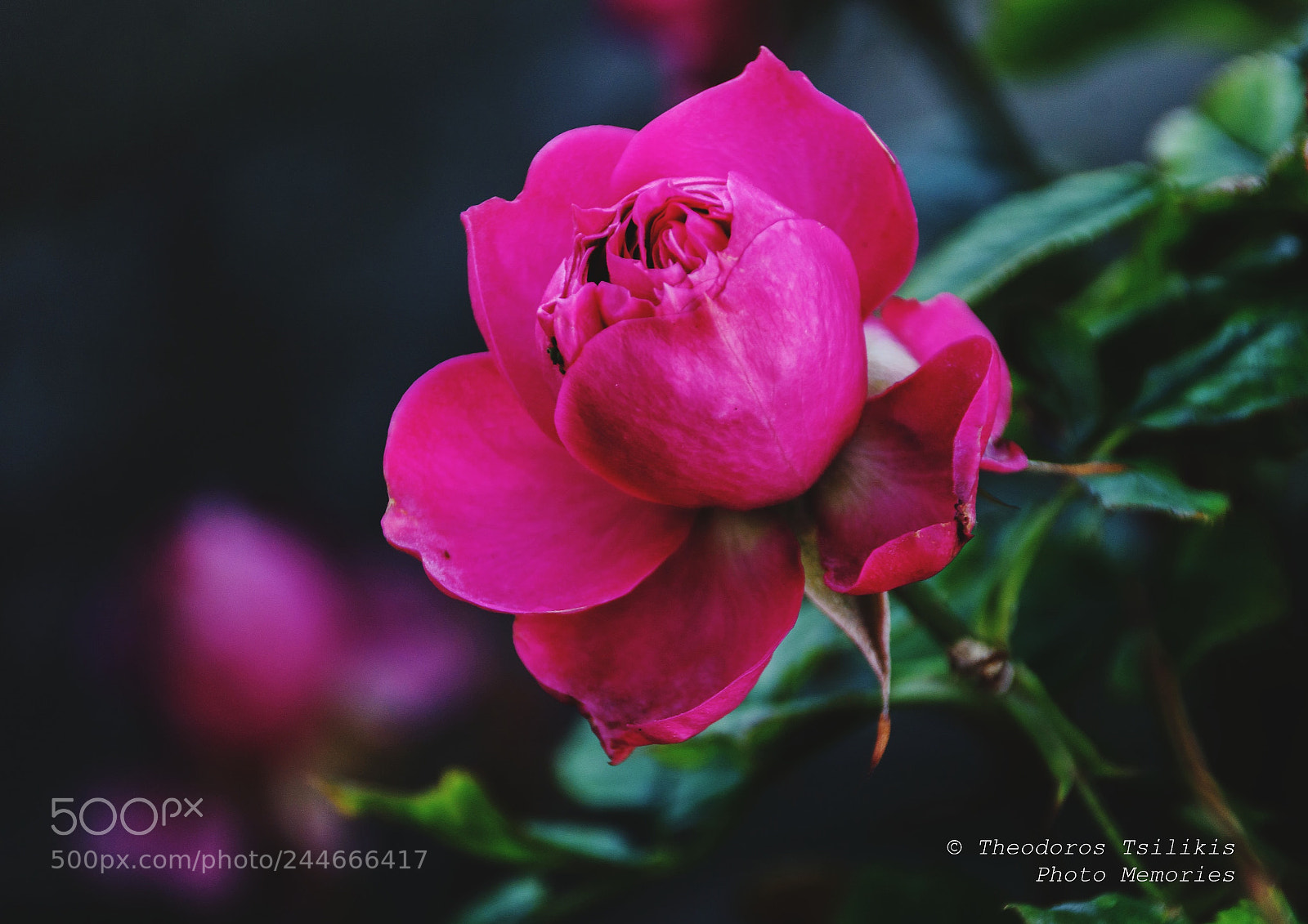 Nikon D7200 sample photo. Pink photography
