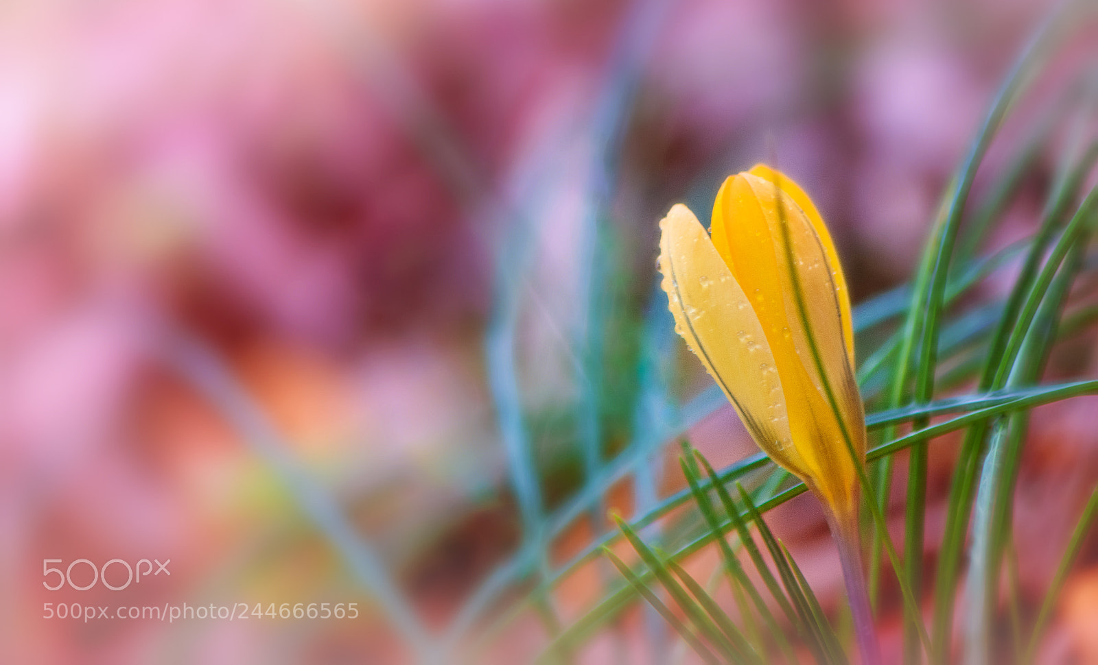 Nikon D850 sample photo. Real spring photography