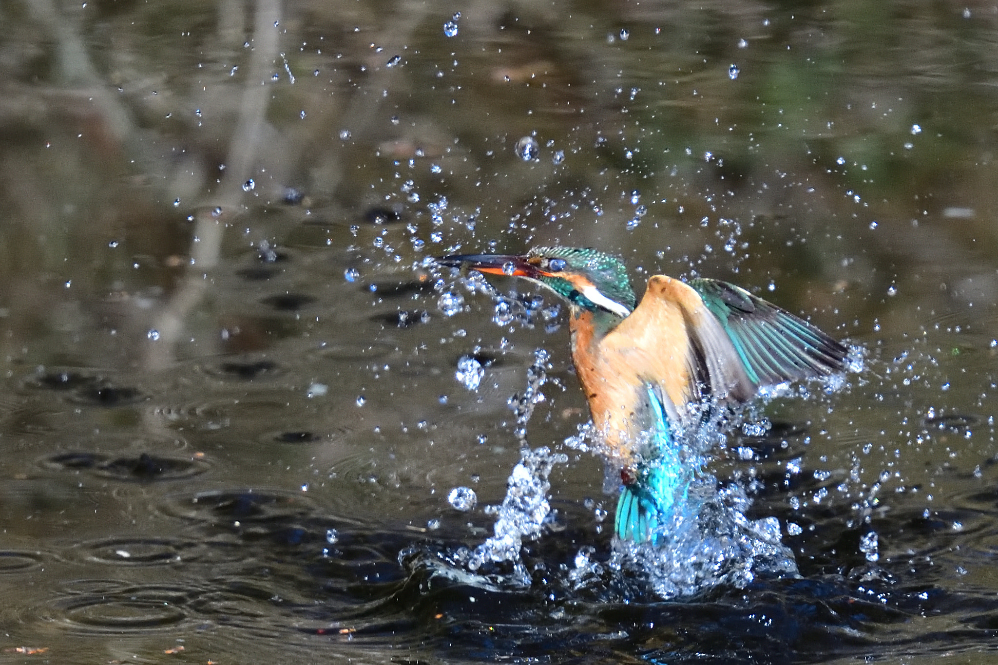 Nikon Nikkor AF-S 300mm F4E PF ED VR sample photo. Kingfisher 翡翠 photography