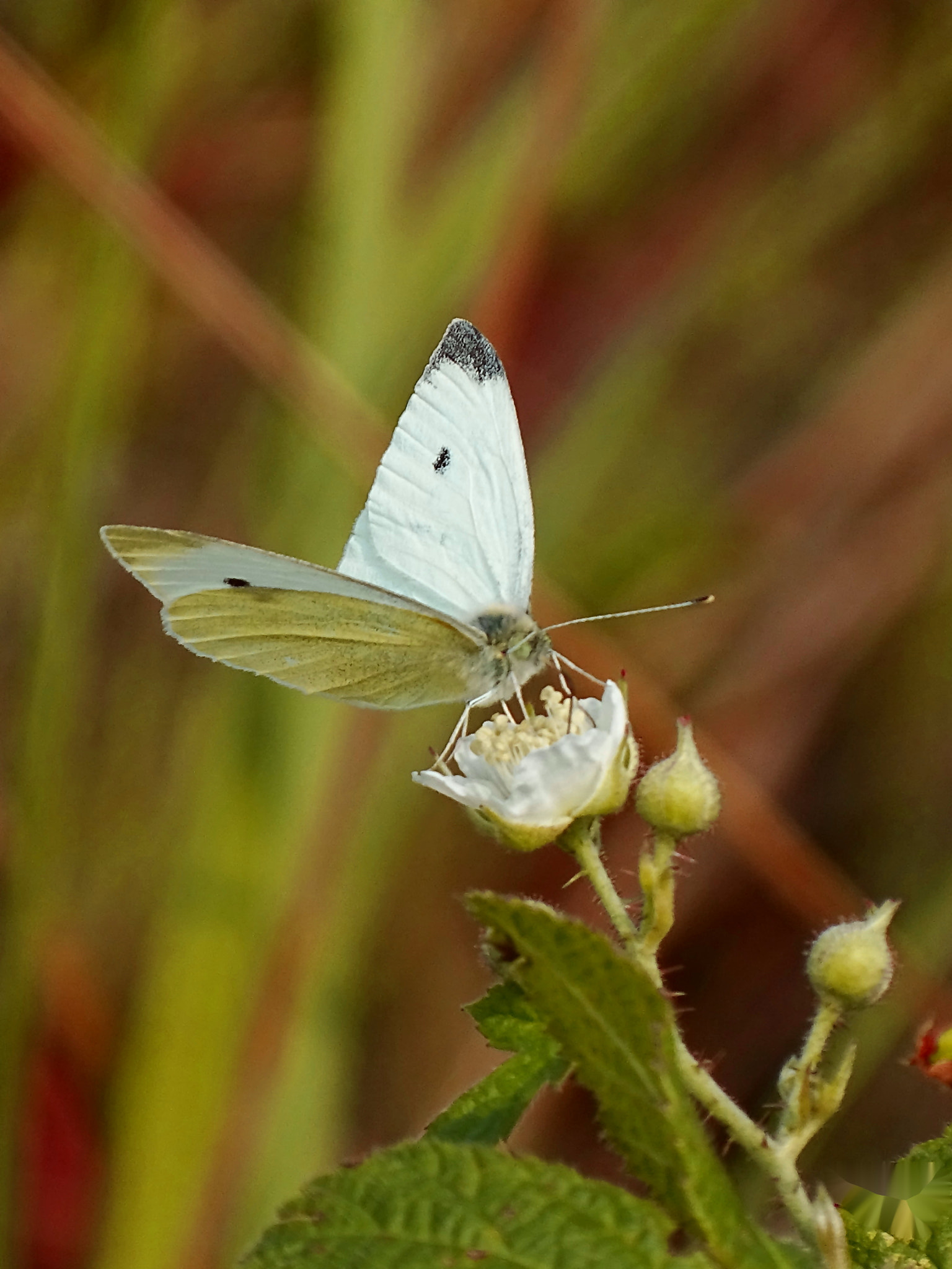 Minolta AF 80-200mm F2.8 HS-APO G sample photo. 19_2018.jpg photography