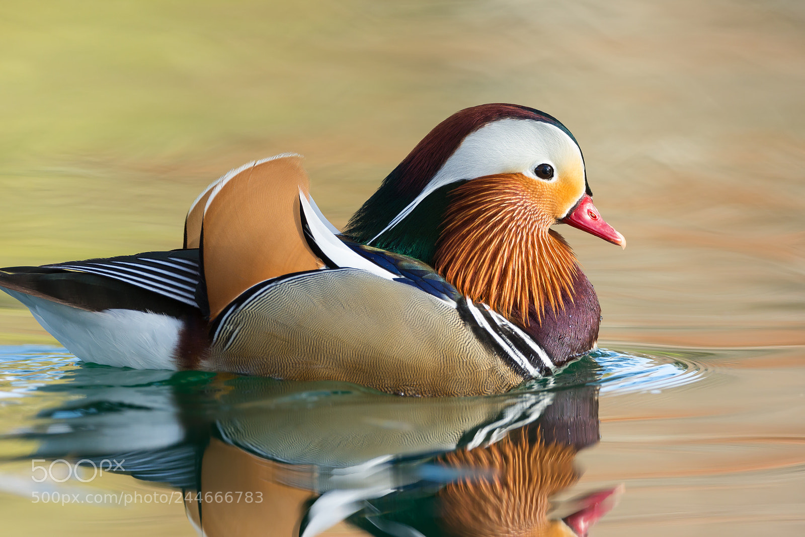 Canon EOS-1D X sample photo. Male mandarin duck colorful photography