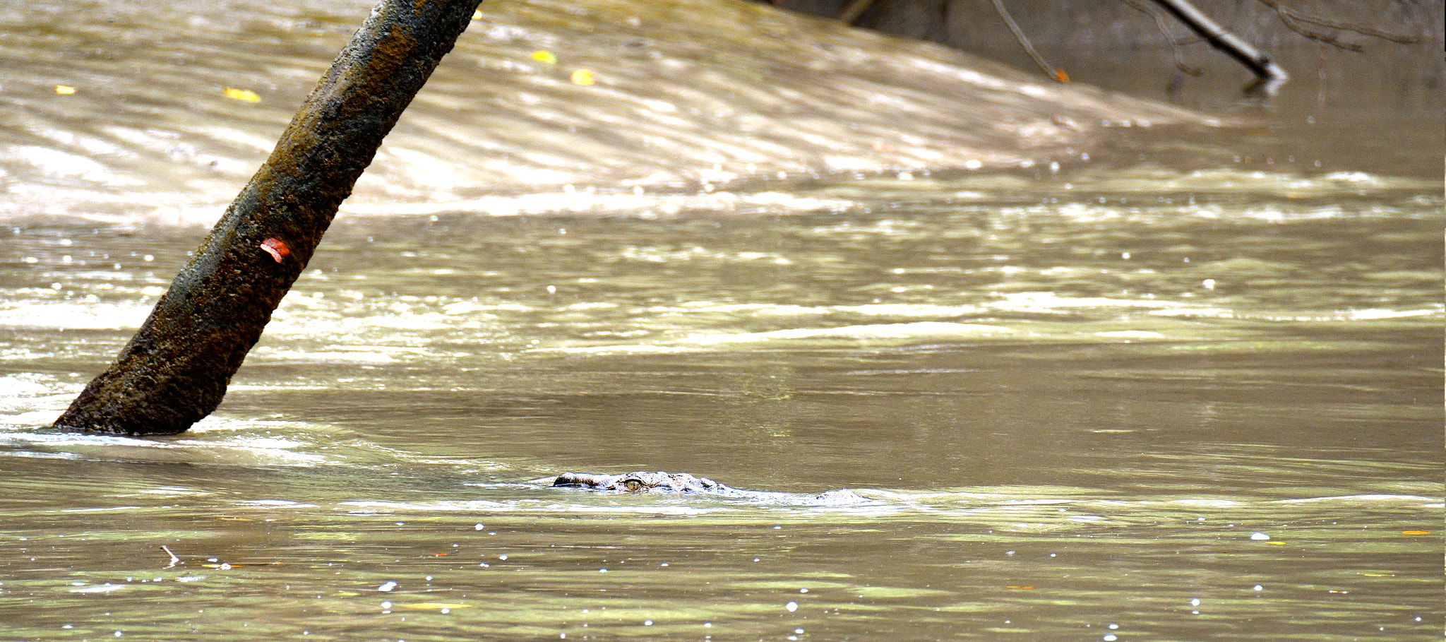 Nikon D500 sample photo. Submerged crocodile photography