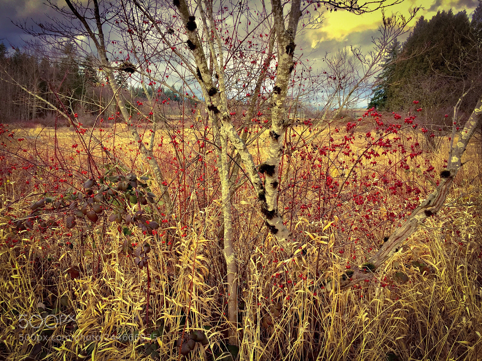Apple iPhone 6 sample photo. Untitled photography