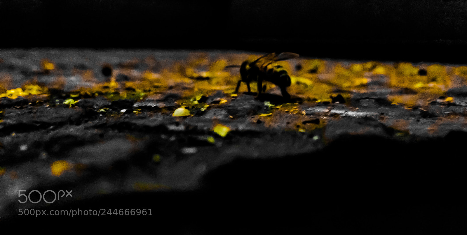 Apple iPhone 5c sample photo. Bee in the night 2 photography