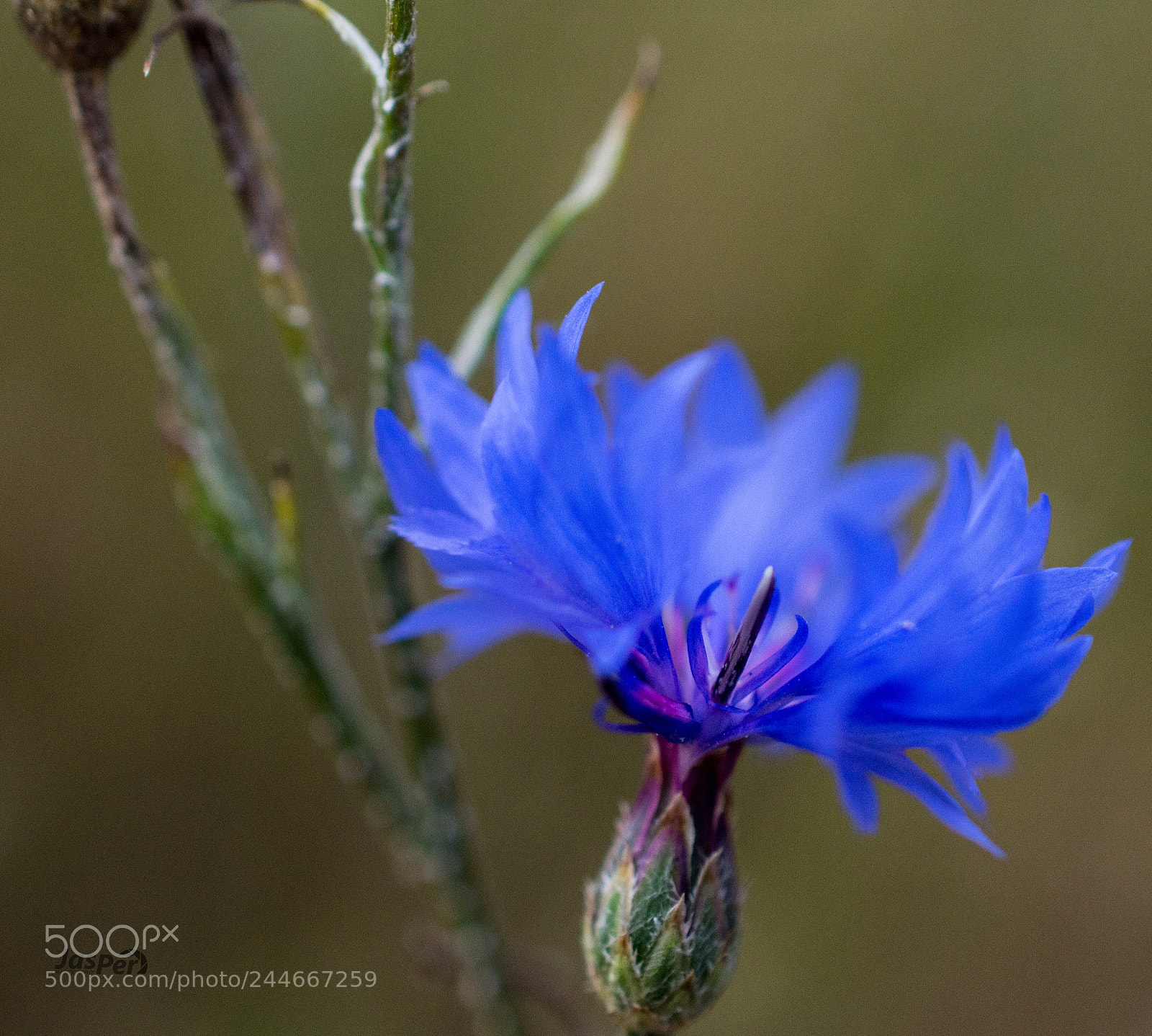 Nikon D7200 sample photo. Flower photography