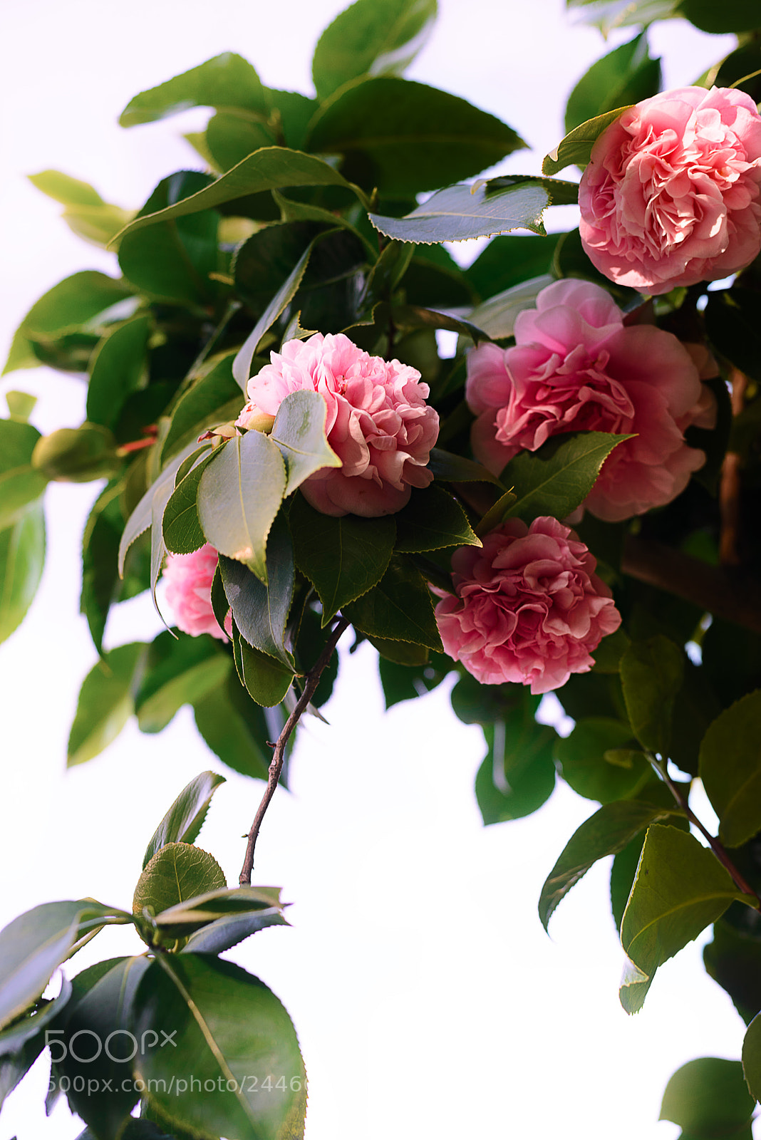 Nikon D610 sample photo. Camellia photography