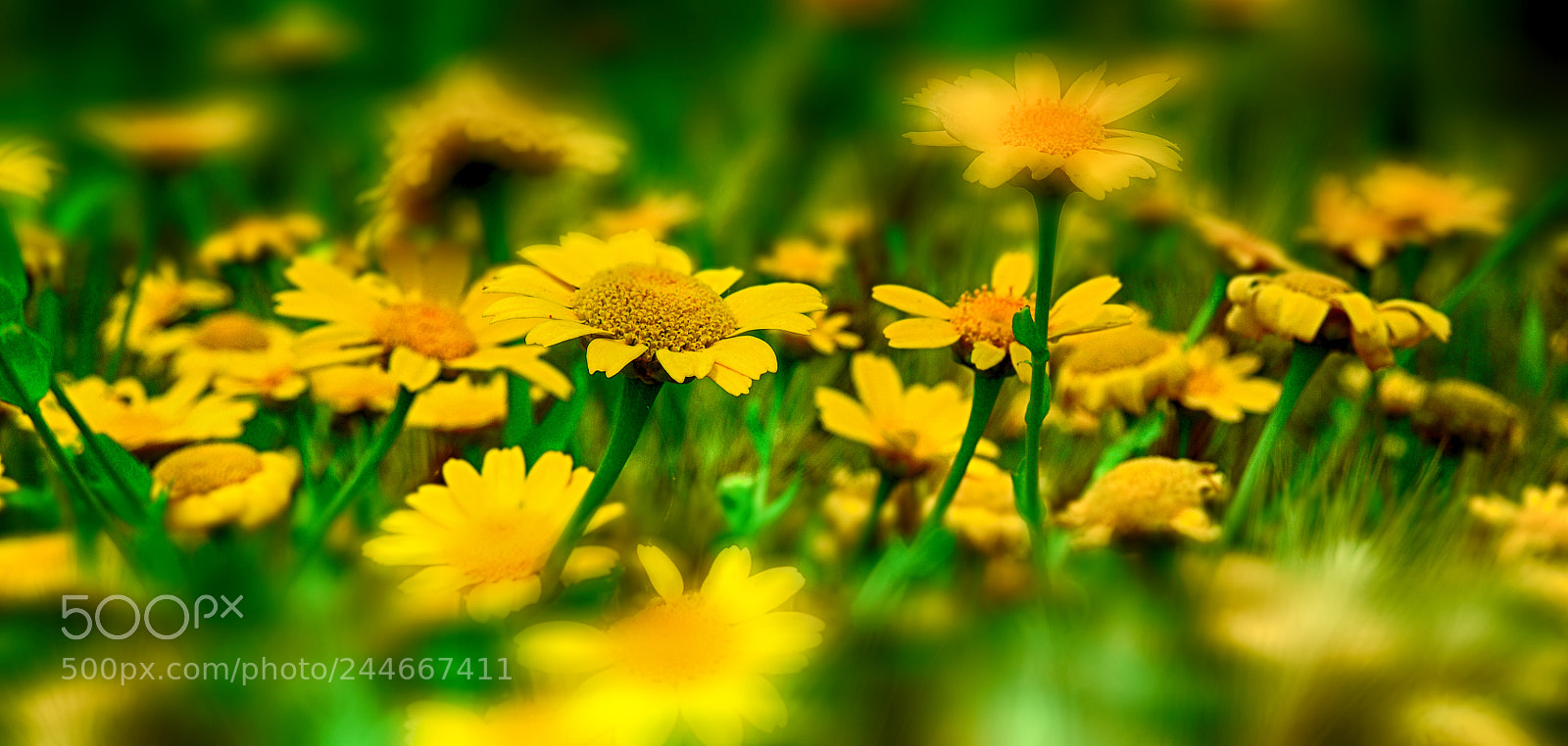 Nikon D300 sample photo. Flowers photography