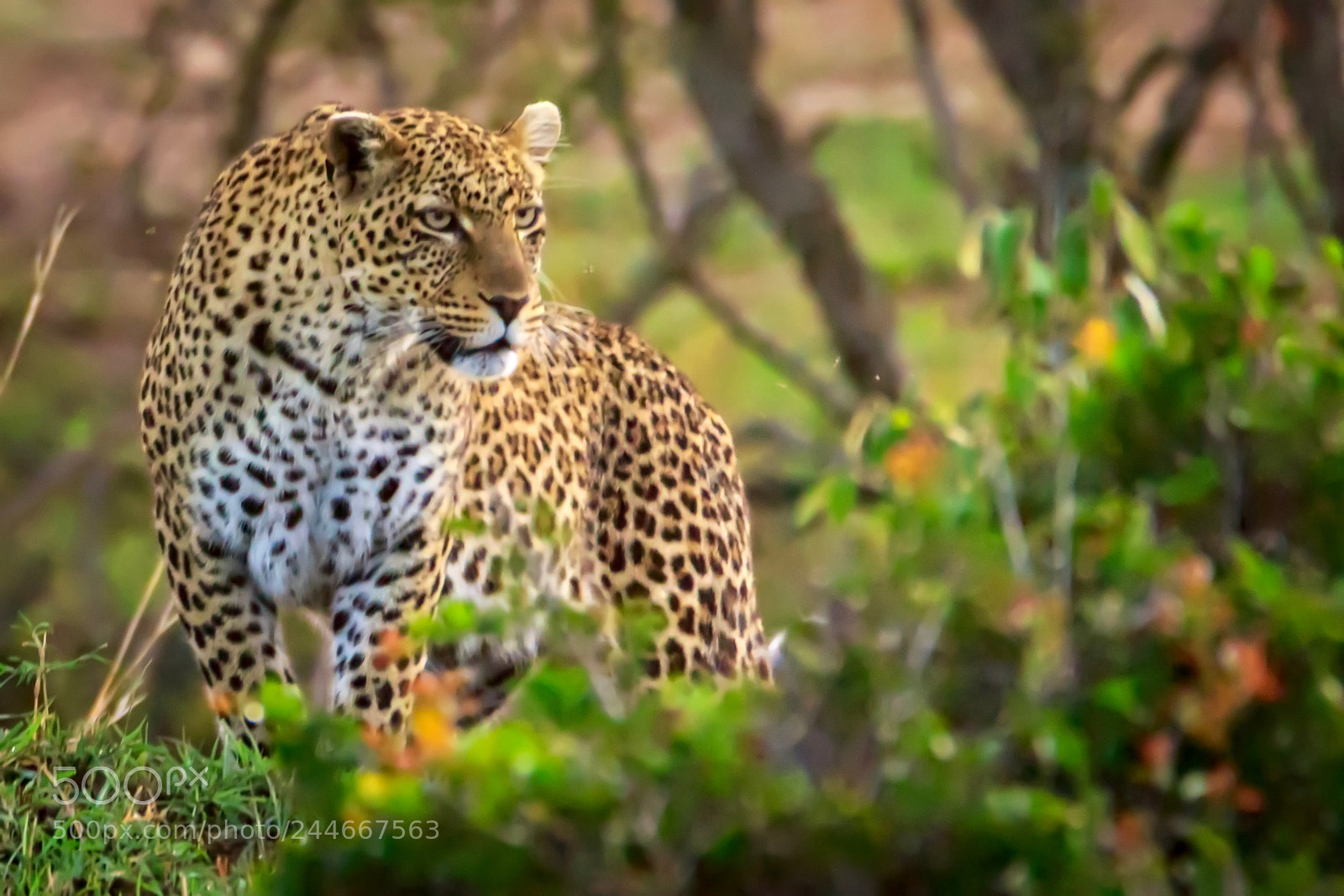 Canon EOS 7D Mark II sample photo. Tanzania - serengeti photography
