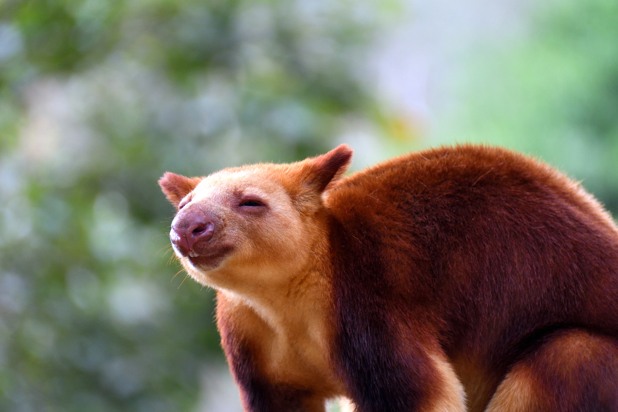 Nikon D500 sample photo. Tree kangaroo, queensland photography