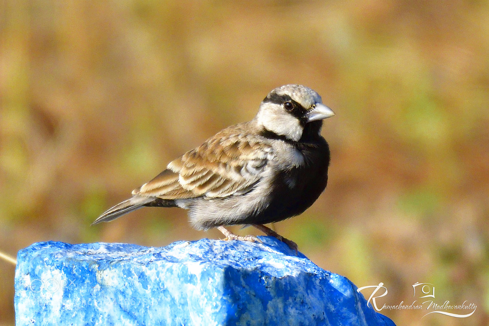 Nikon D500 sample photo. Ashy-crowned sparrow-lark male photography