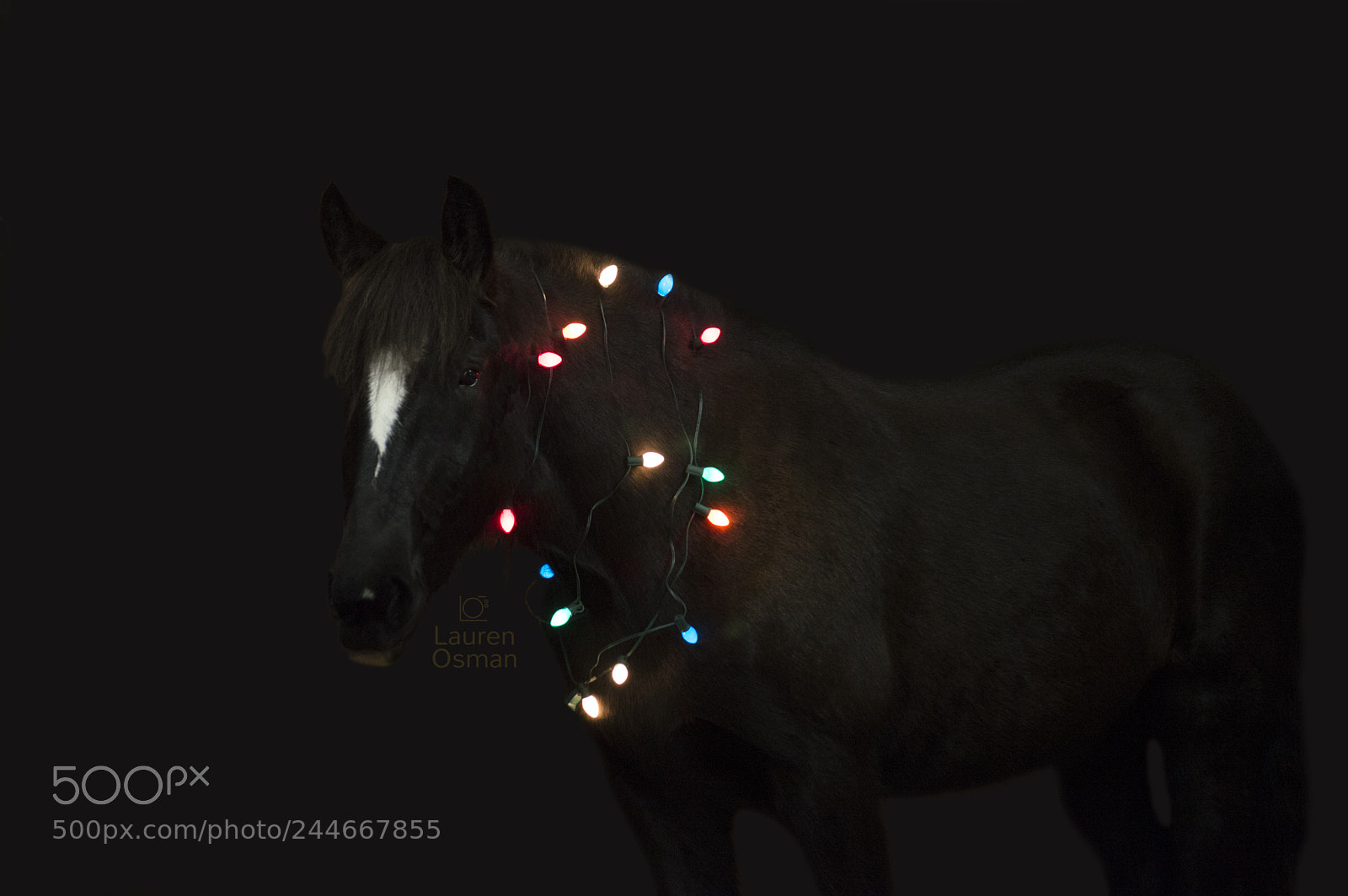 Nikon D3200 sample photo. Black horses black backgrounds photography