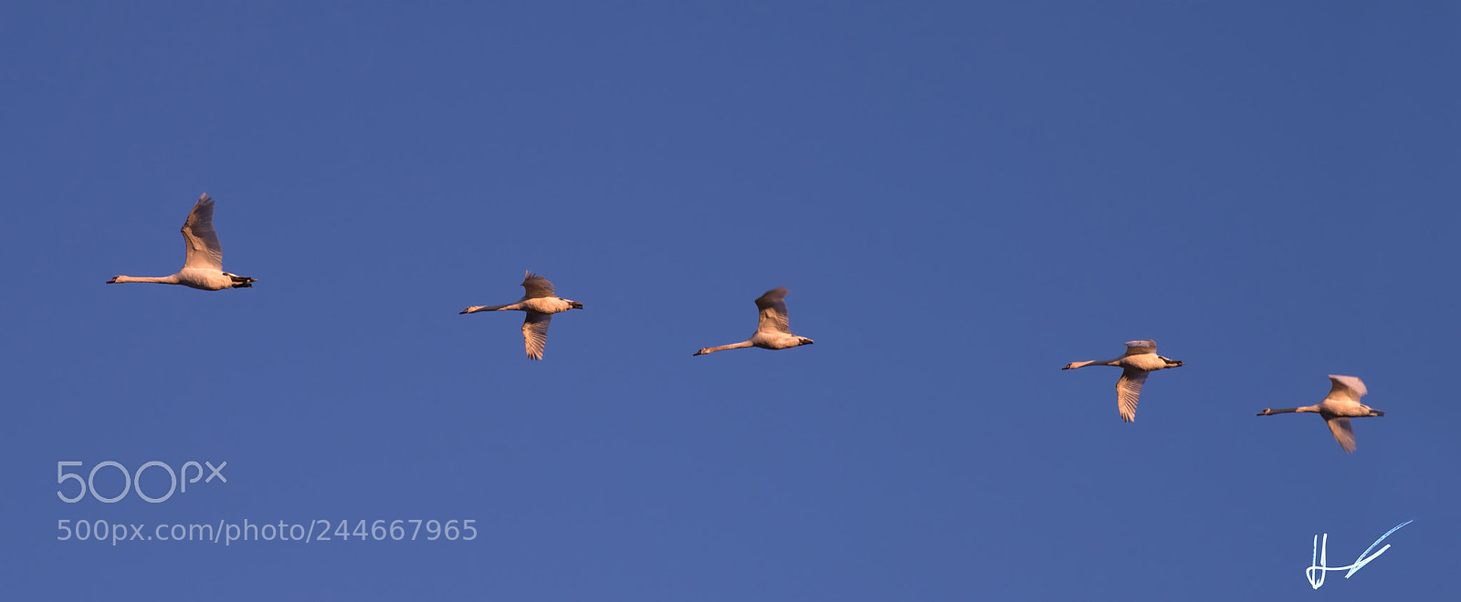 Nikon D800 sample photo. Swans in the light photography
