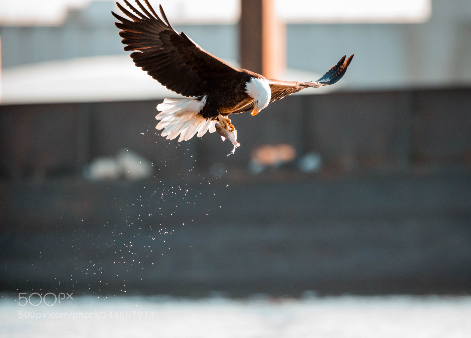 Canon EOS-1D X sample photo. Dx photography