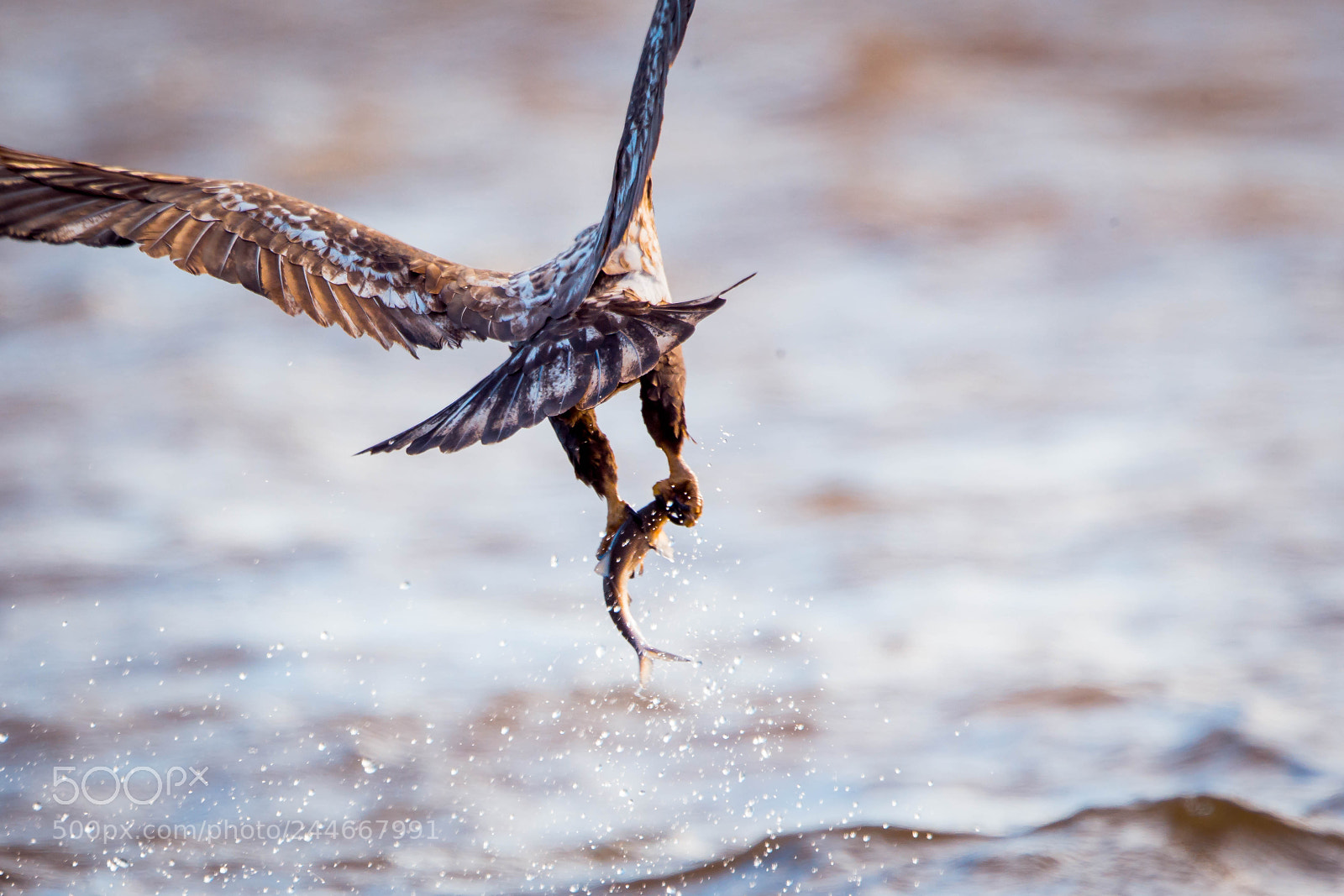 Canon EOS-1D X sample photo. Dx photography