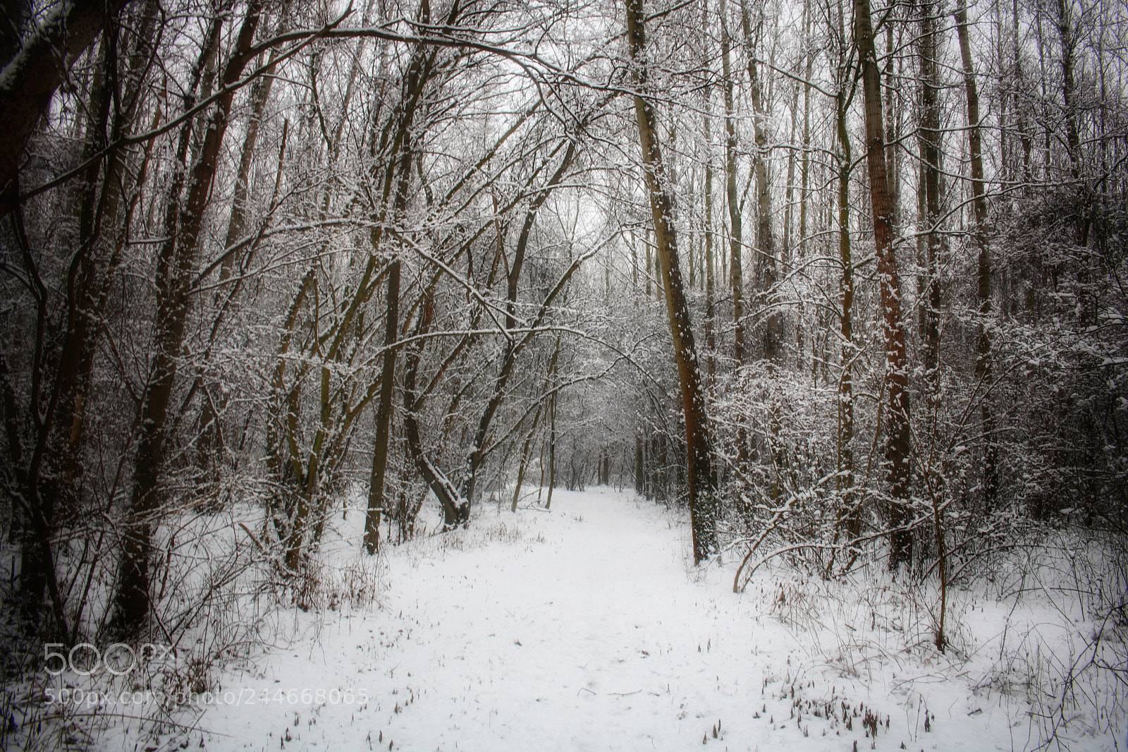 Canon EOS 760D (EOS Rebel T6s / EOS 8000D) sample photo. Snow photography