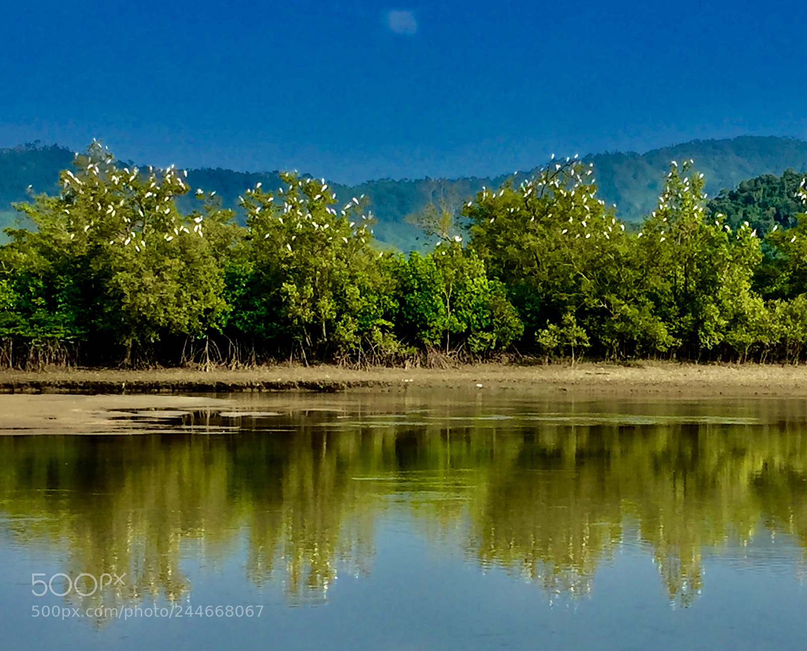 Apple iPhone 6 Plus sample photo. Many egrets rest in photography