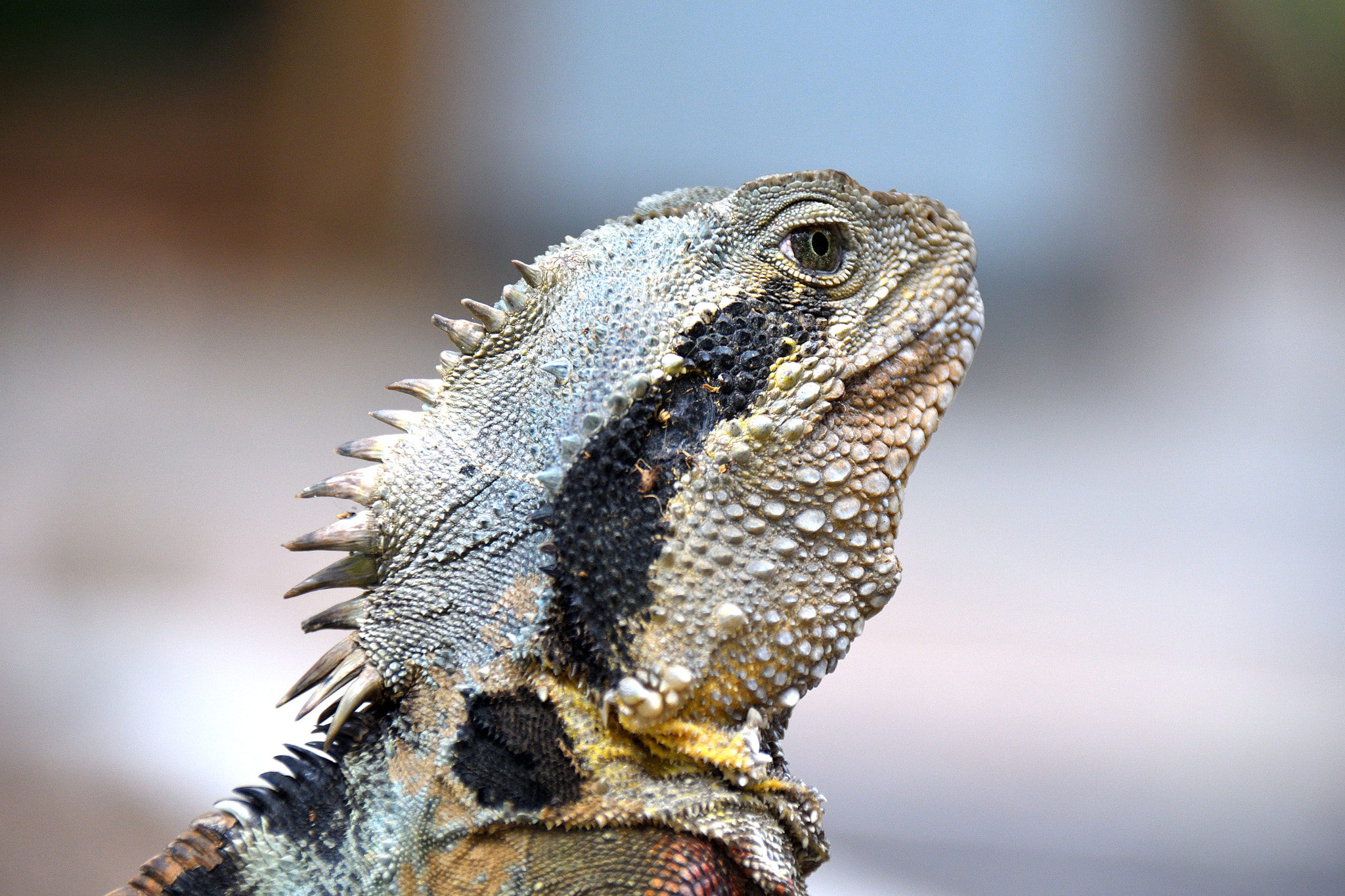 Nikon D500 sample photo. Iguana photography