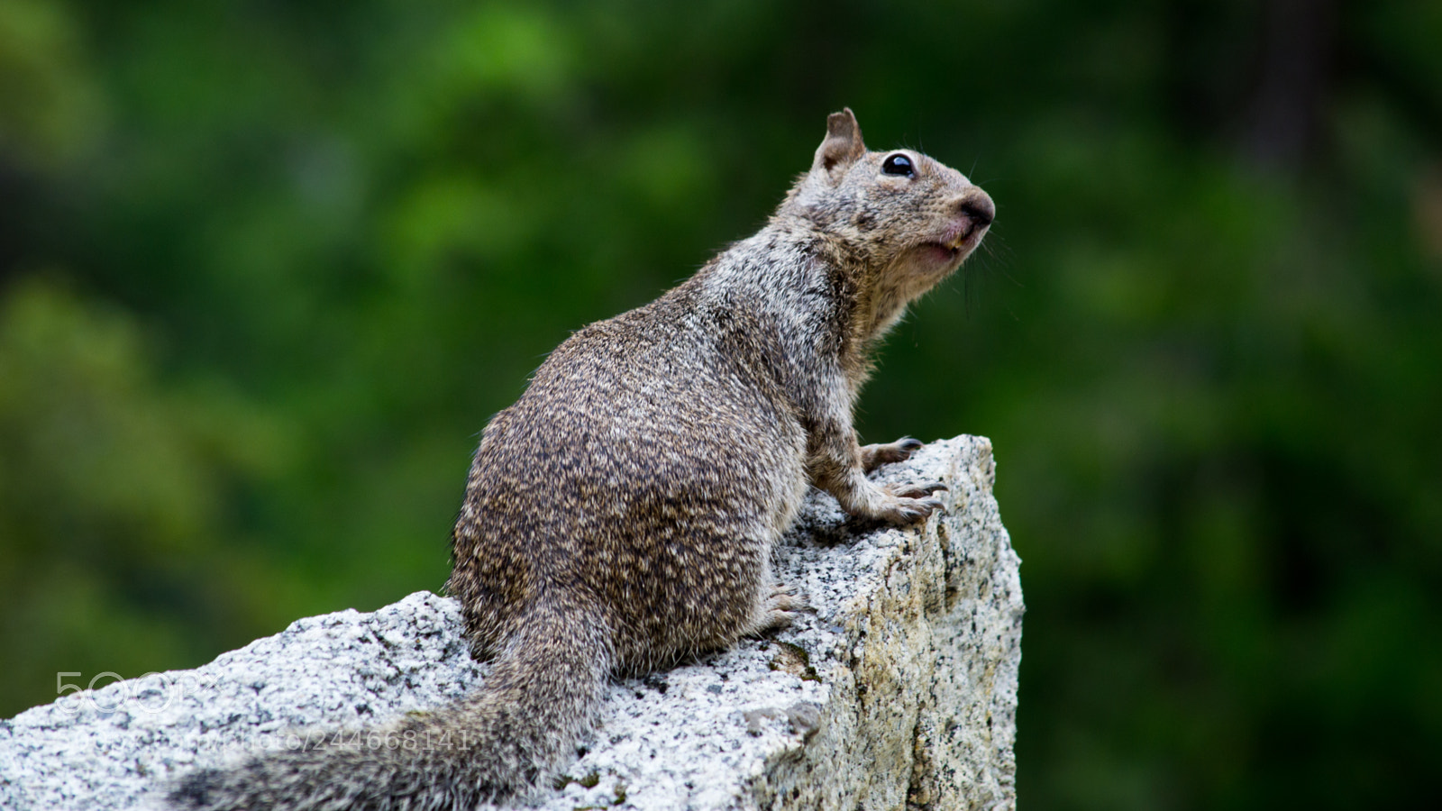 Nikon D3100 sample photo. Squirrel in anxiety photography