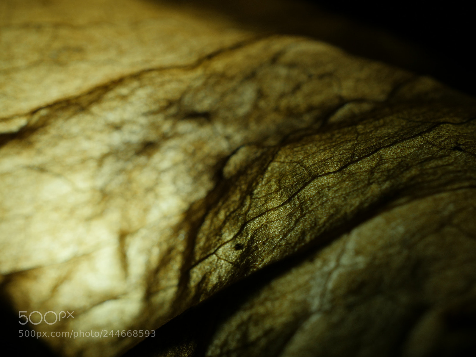 Panasonic Lumix DMC-GX8 sample photo. Dead leaf poem photography