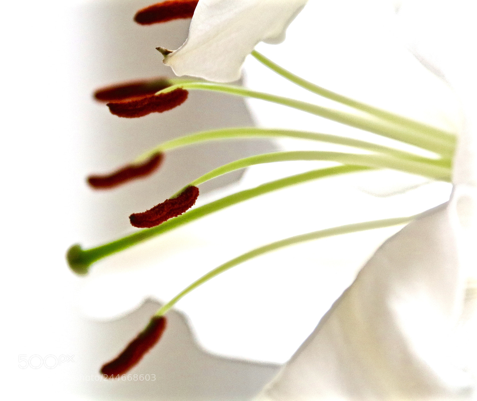 Canon EOS 750D (EOS Rebel T6i / EOS Kiss X8i) sample photo. Lilly’s stems photography