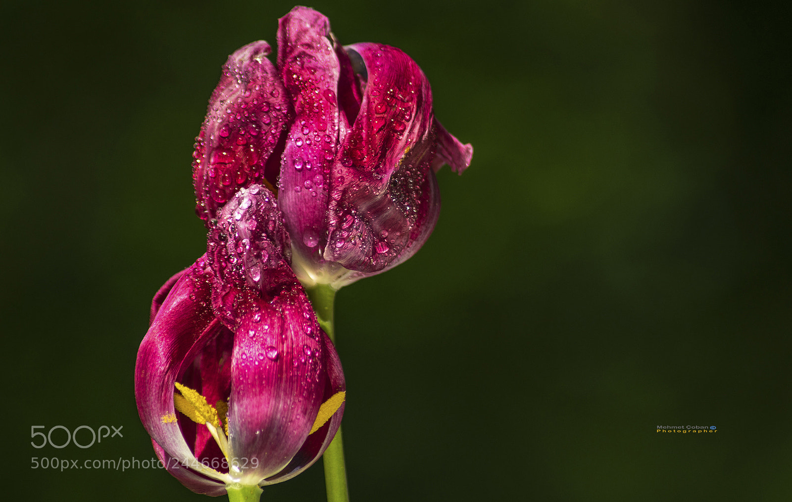 Pentax K-3 II sample photo. Like there's a fire photography
