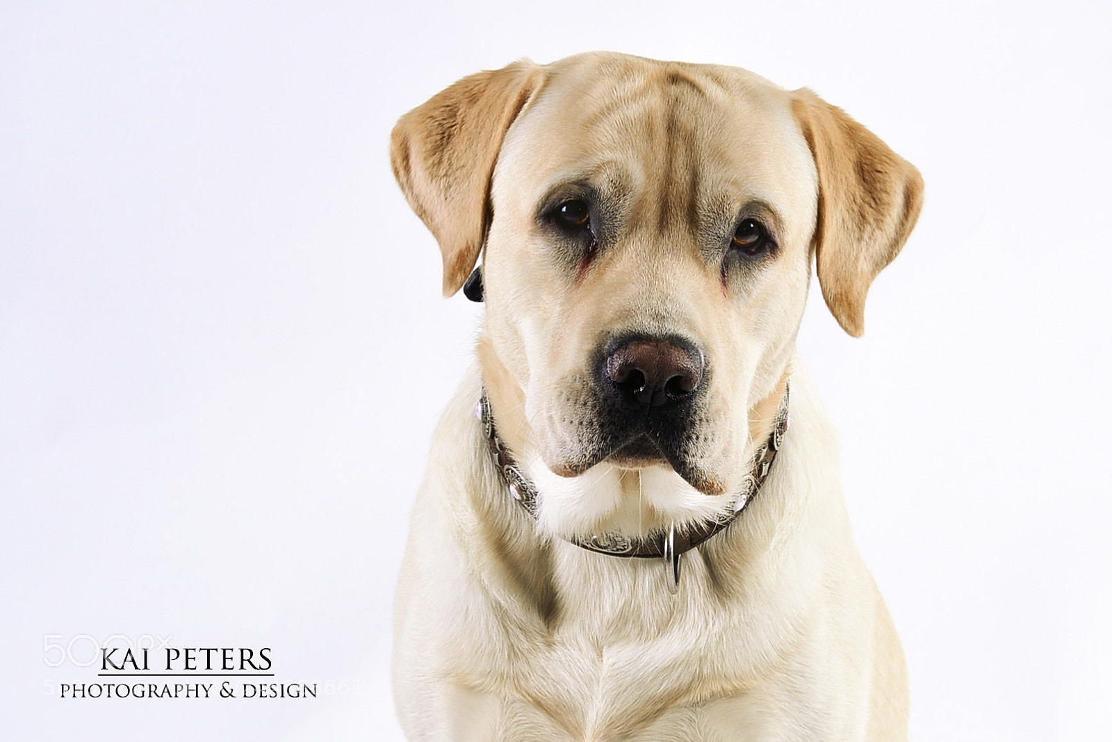 Nikon D7100 sample photo. Labrador photography