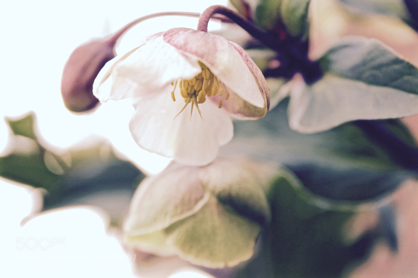 Canon EOS 750D (EOS Rebel T6i / EOS Kiss X8i) sample photo. Helleborus photography