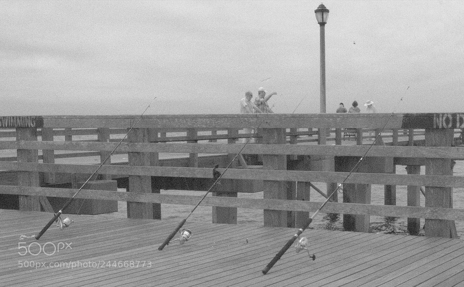 Canon EOS 500D (EOS Rebel T1i / EOS Kiss X3) sample photo. Steg coney island photography