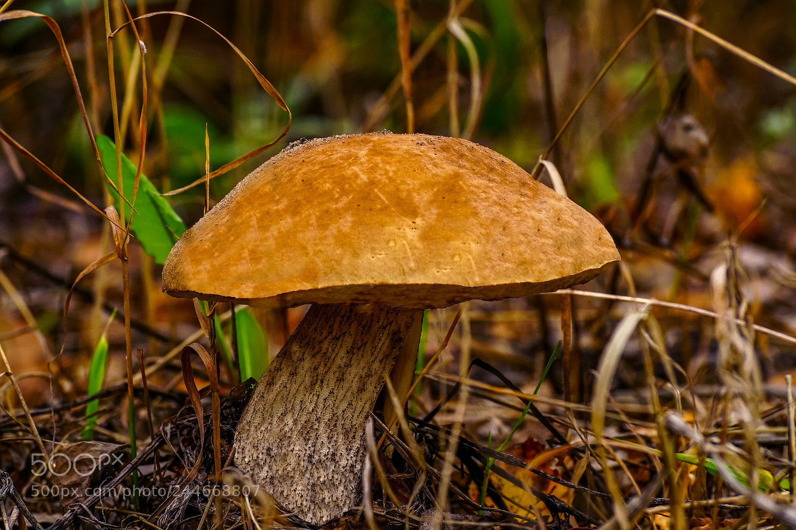 Sony ILCA-77M2 sample photo. Mushroom boletus photography