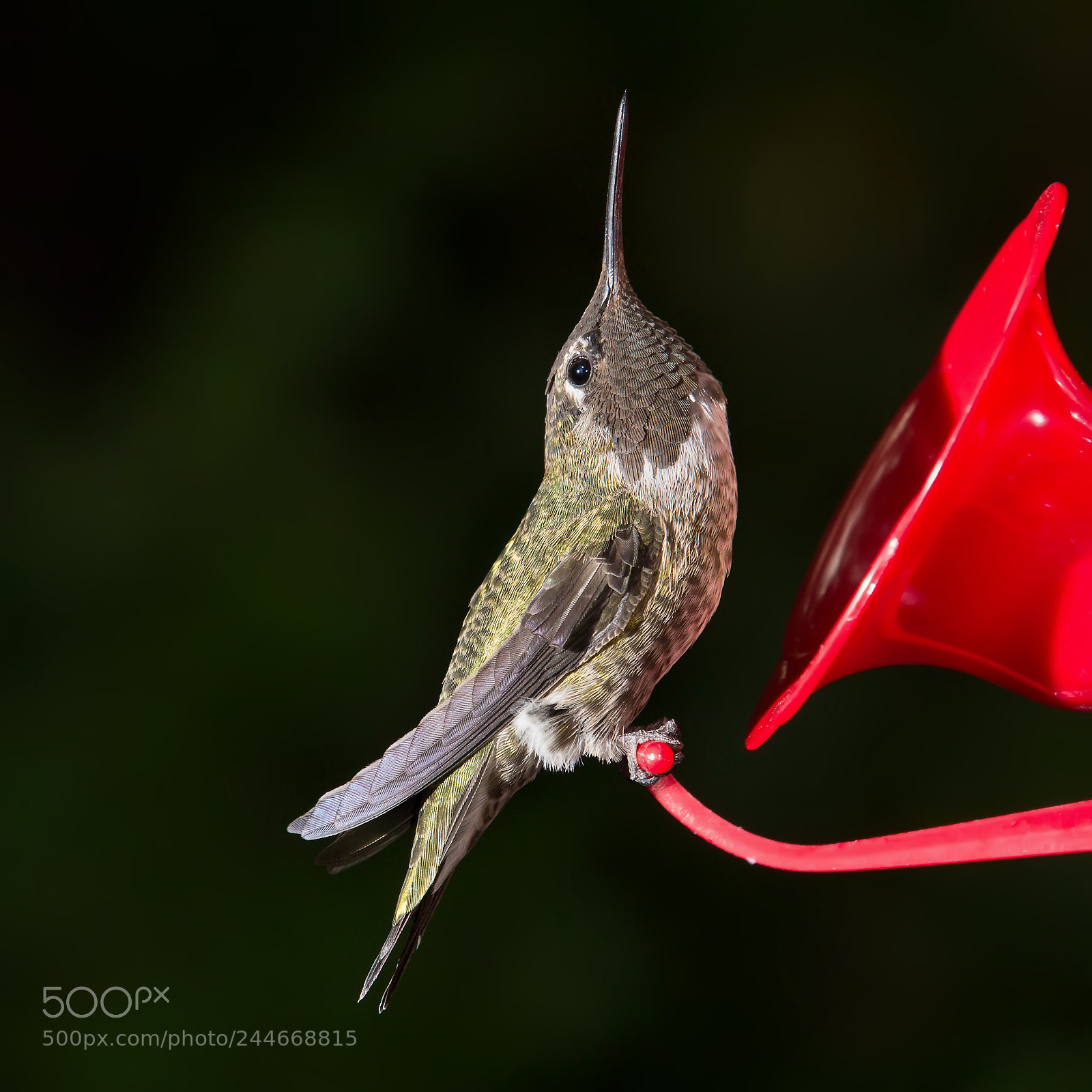 Canon EOS 60D sample photo. Ruby throated hummingbird archilochus photography