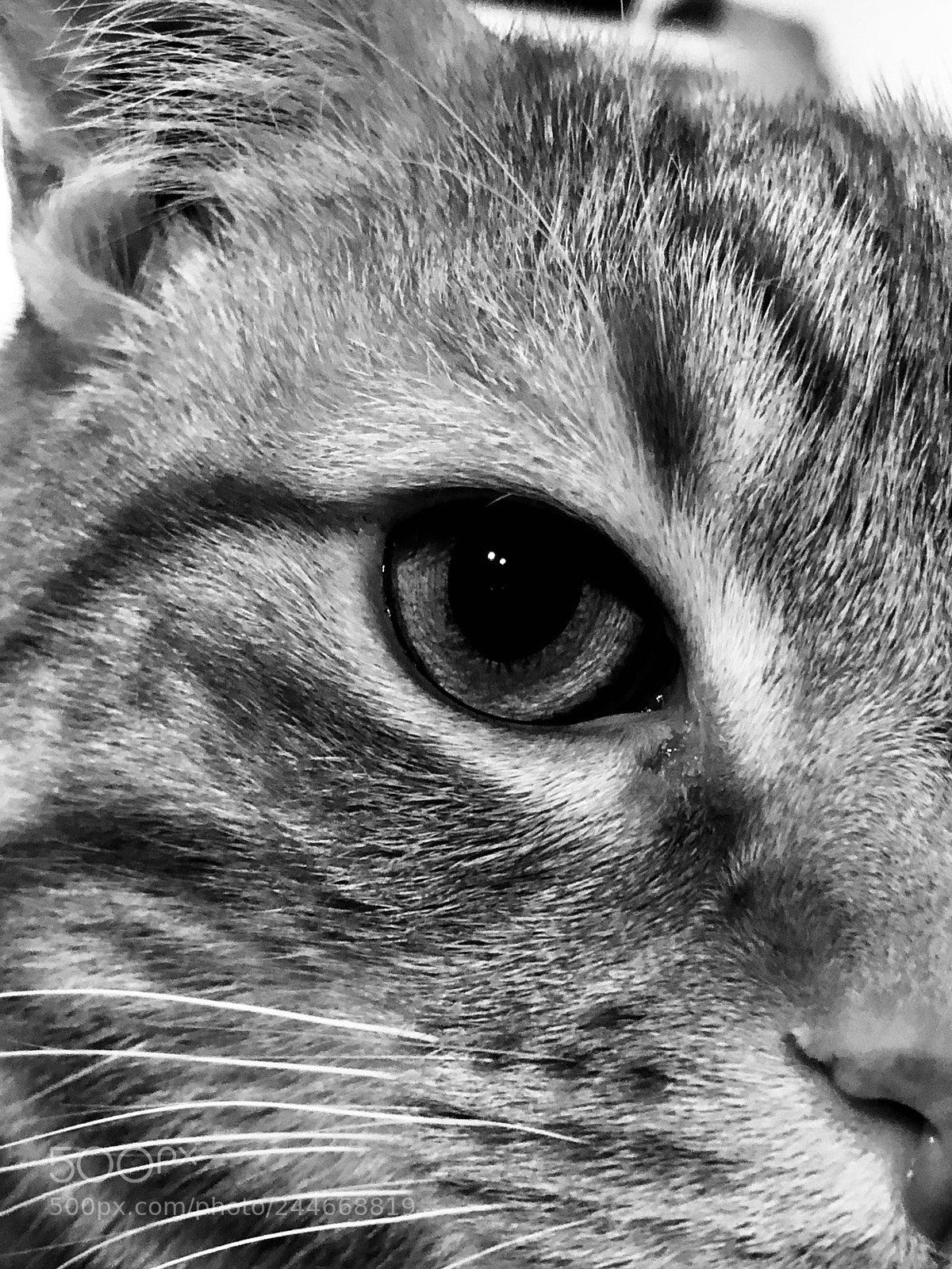 Apple iPhone 8 Plus sample photo. Beautifulcat bestregard mybeauty myangel photography