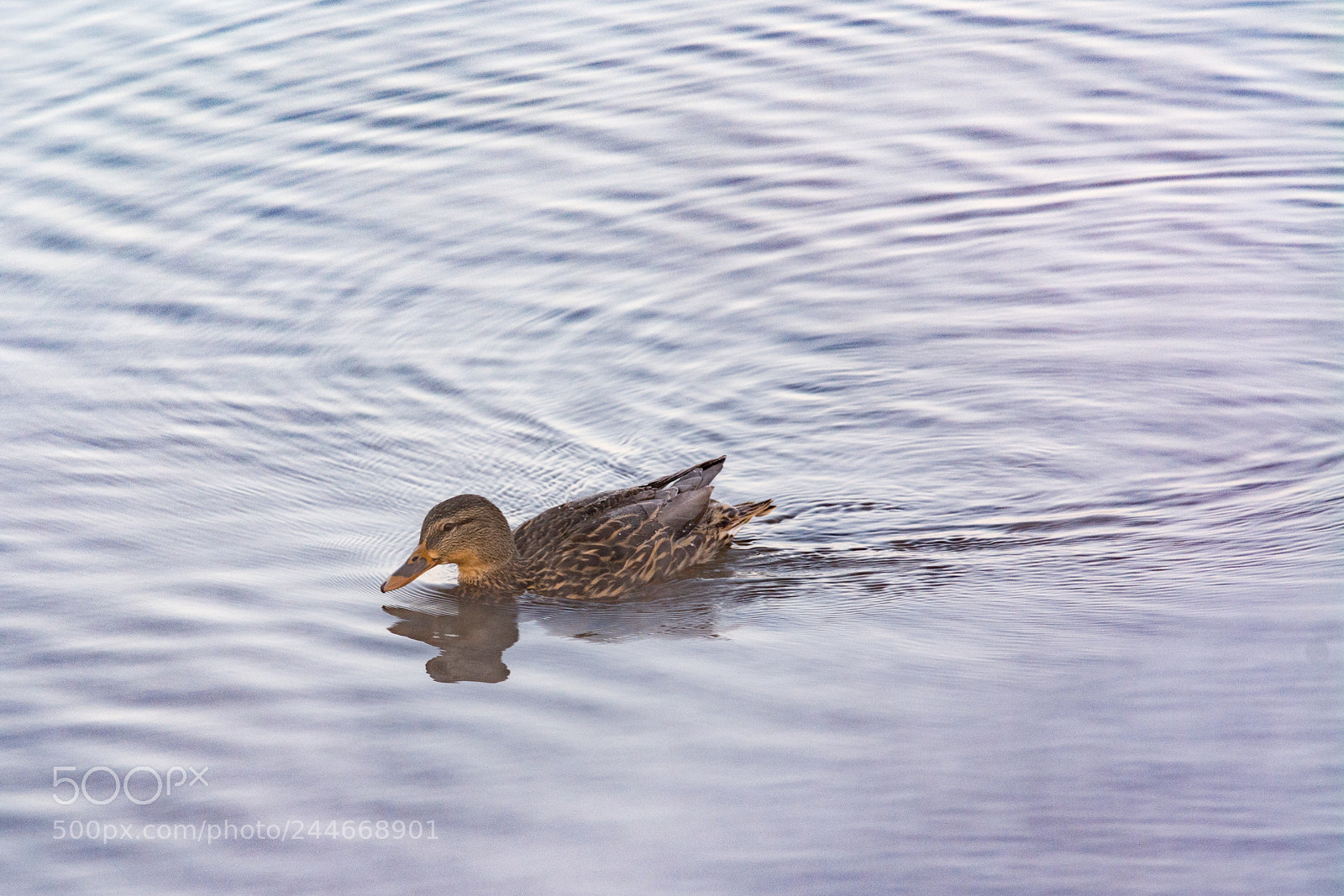 Nikon D7100 sample photo. Alone photography