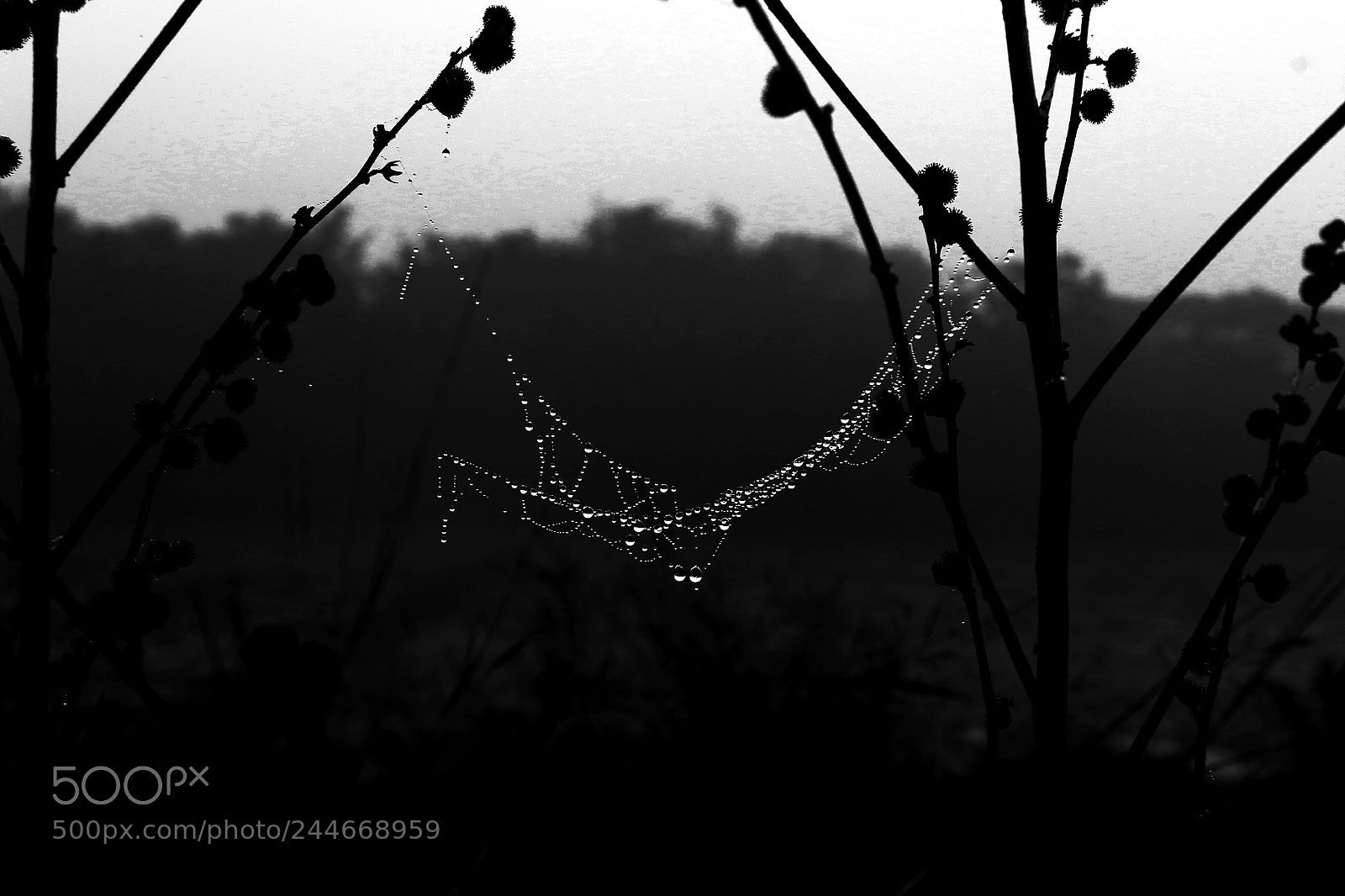 Canon EOS 7D Mark II sample photo. Dew drop photography