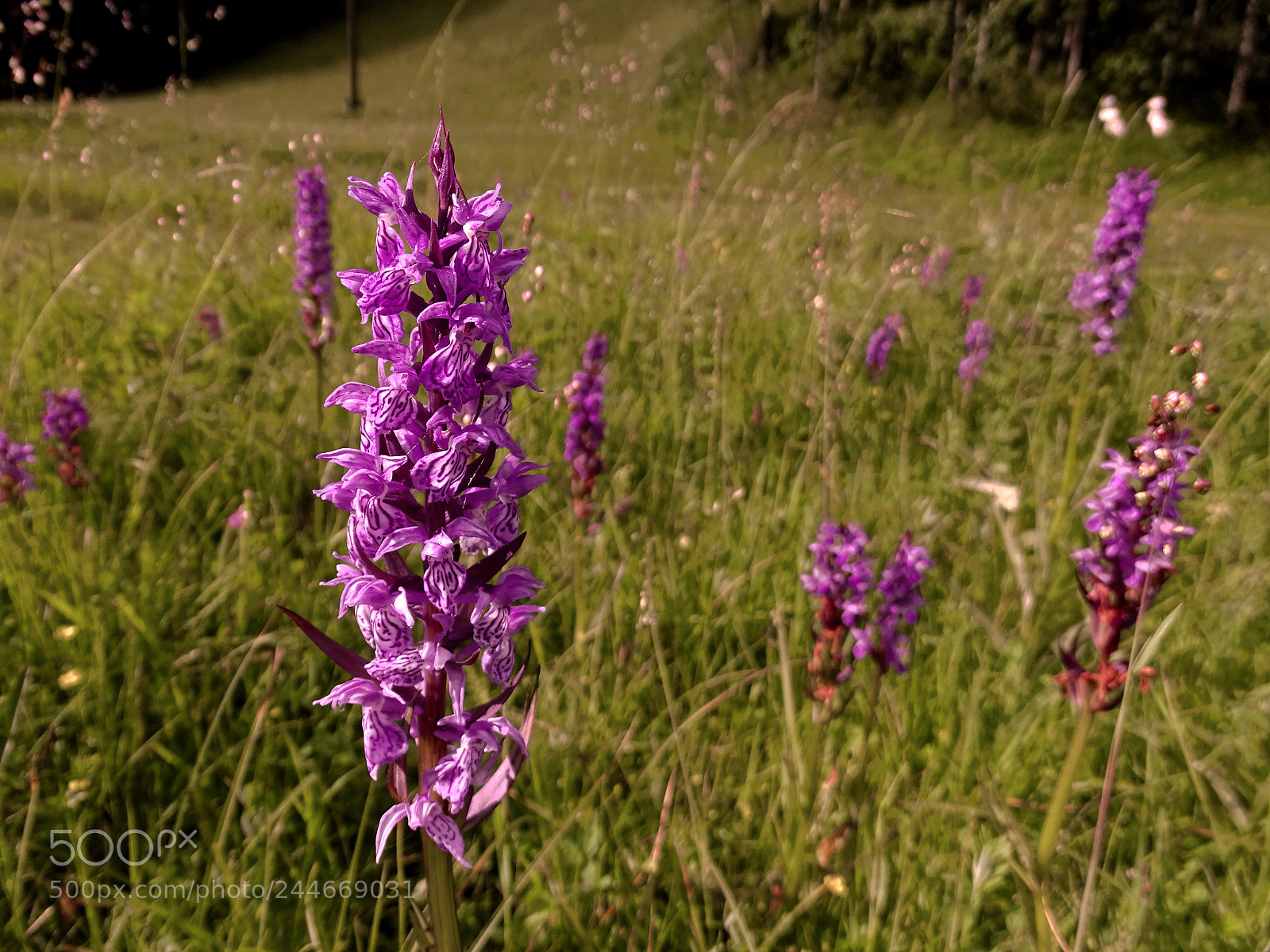 Sony Cyber-shot DSC-HX400V sample photo. Knabenkraut photography