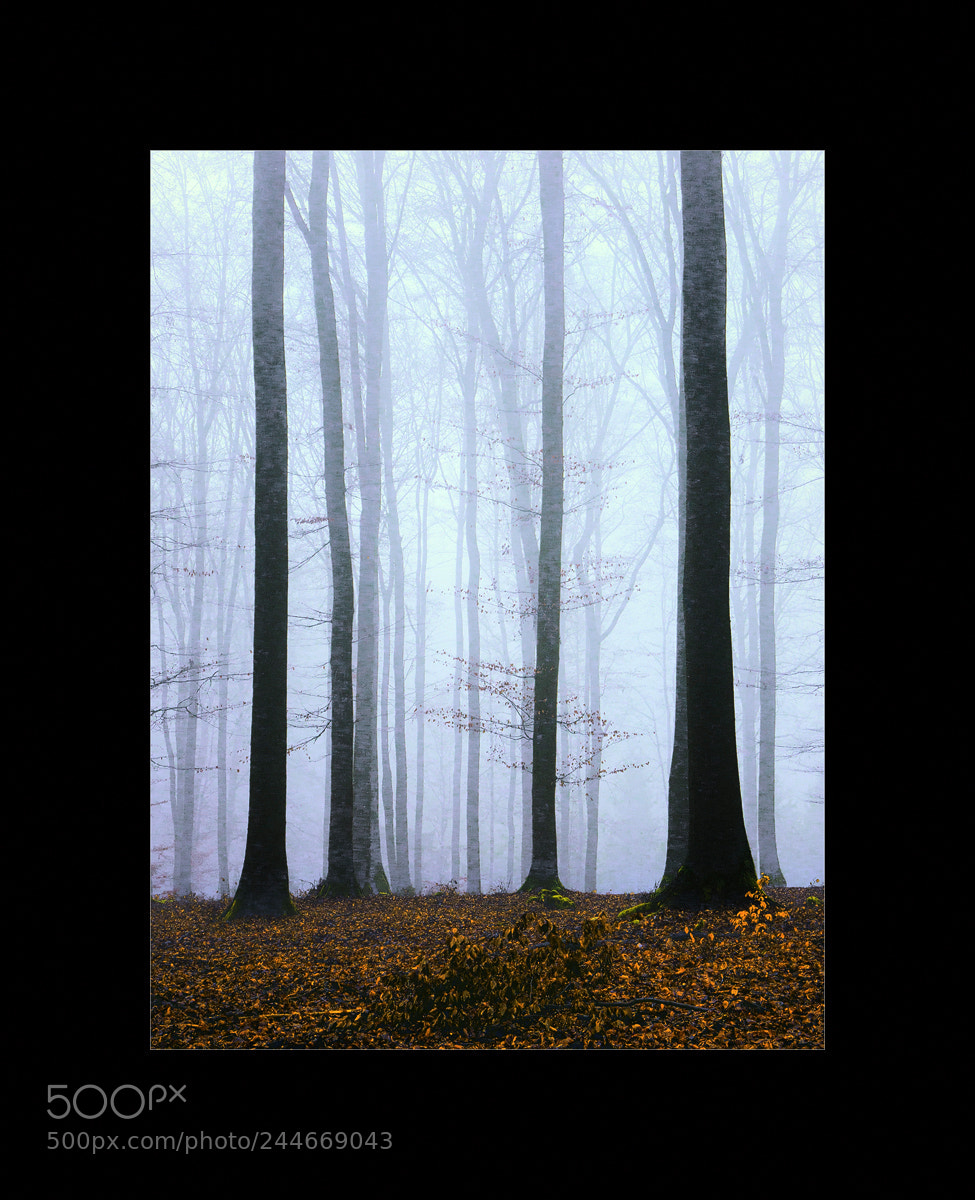 Sony Alpha NEX-6 sample photo. Beech trees photography
