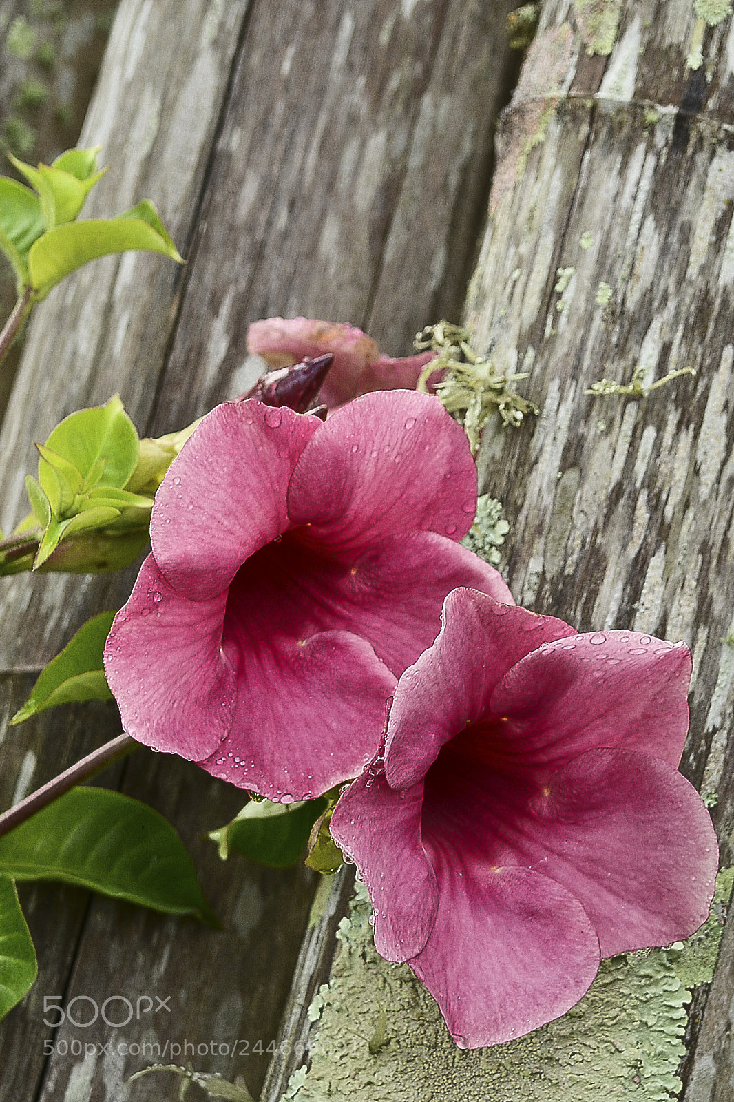 Nikon D7100 sample photo. Brindes da natureza. photography