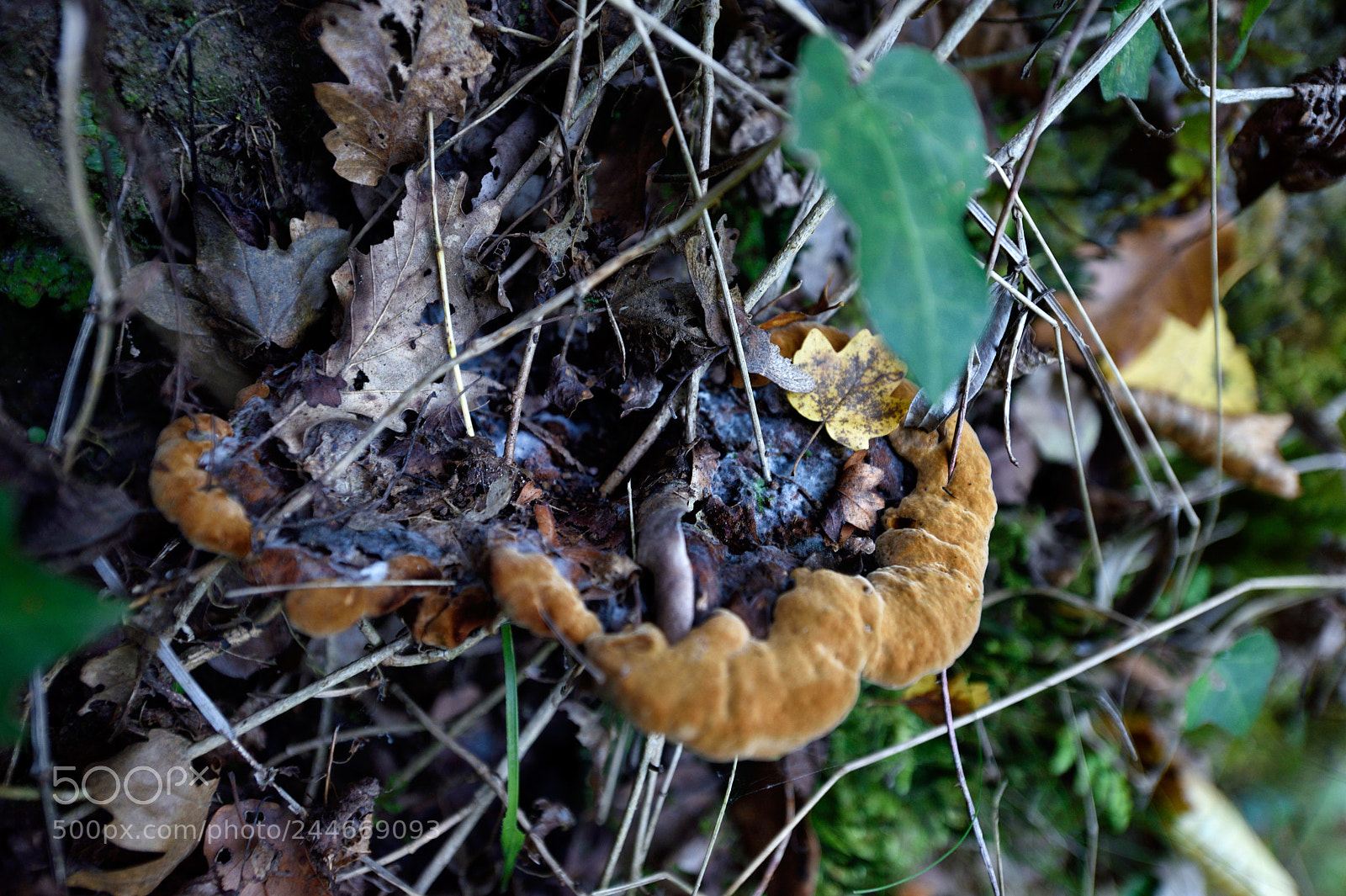 Nikon D810 sample photo. Lovely nature ix photography