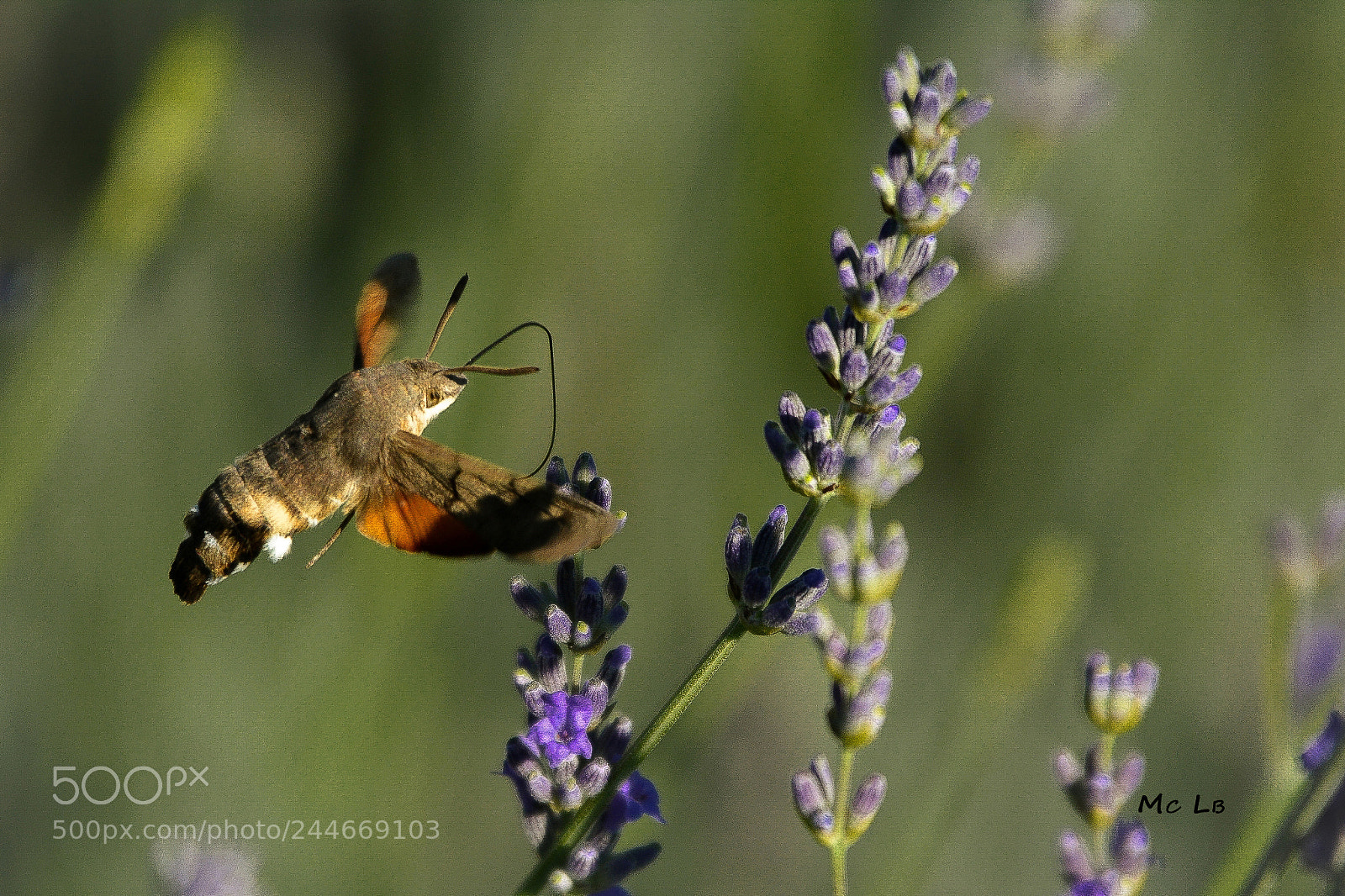 Nikon D7100 sample photo. Macroglossum stellatarum photography