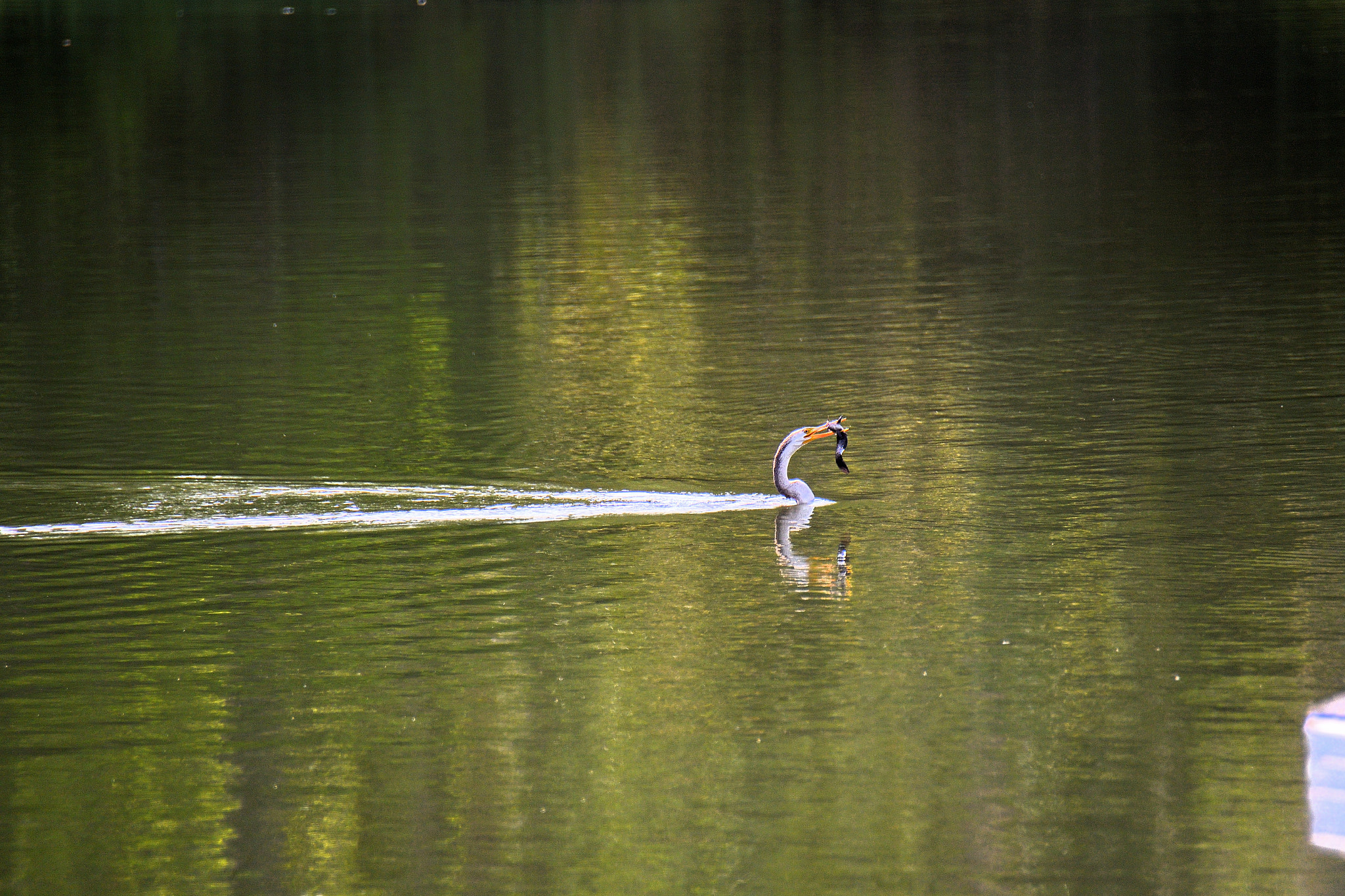 Nikon D500 sample photo. Bird fishing photography