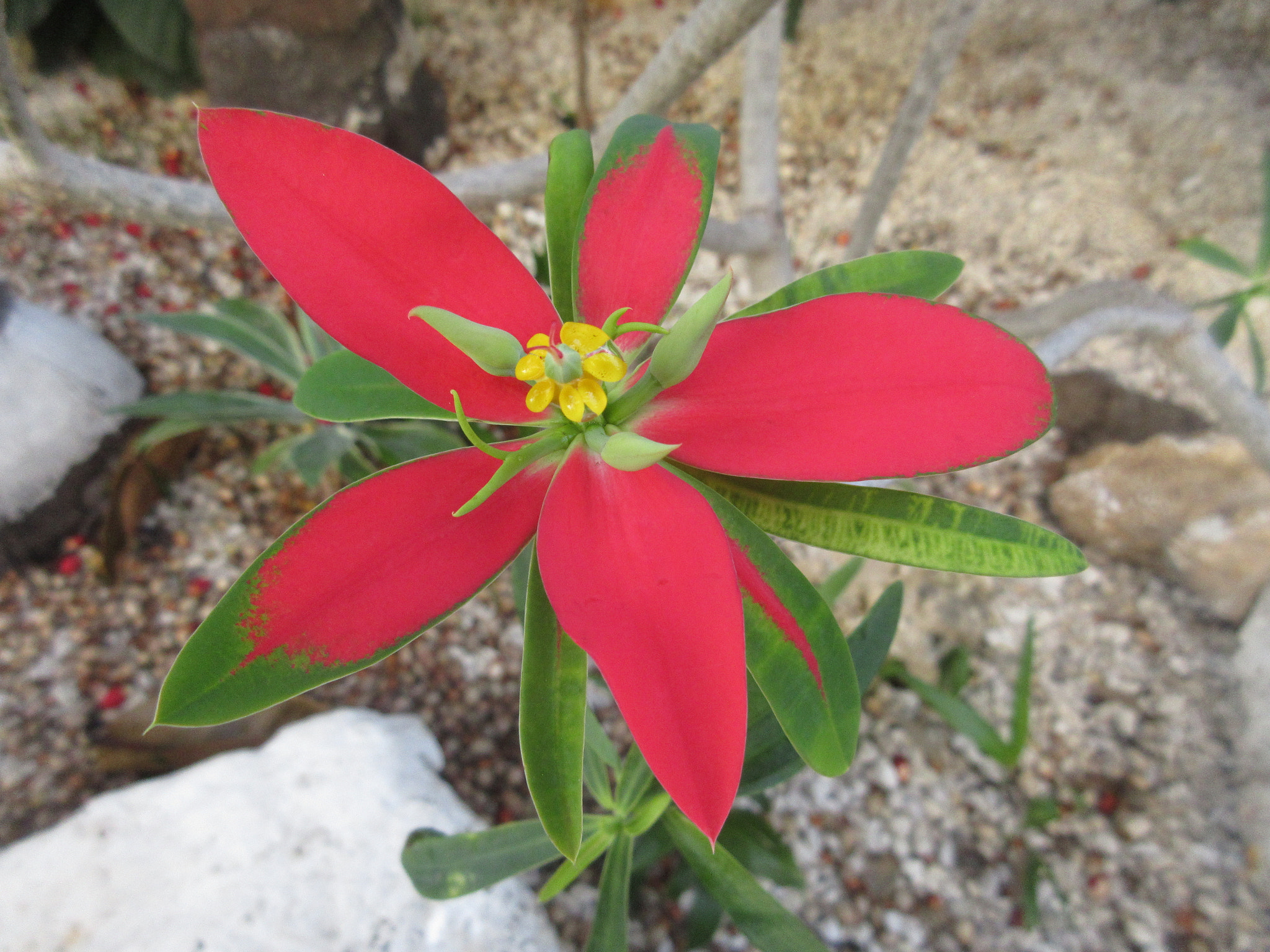 Canon PowerShot ELPH 350 HS (IXUS 275 HS / IXY 640) sample photo. More hawaii! photography