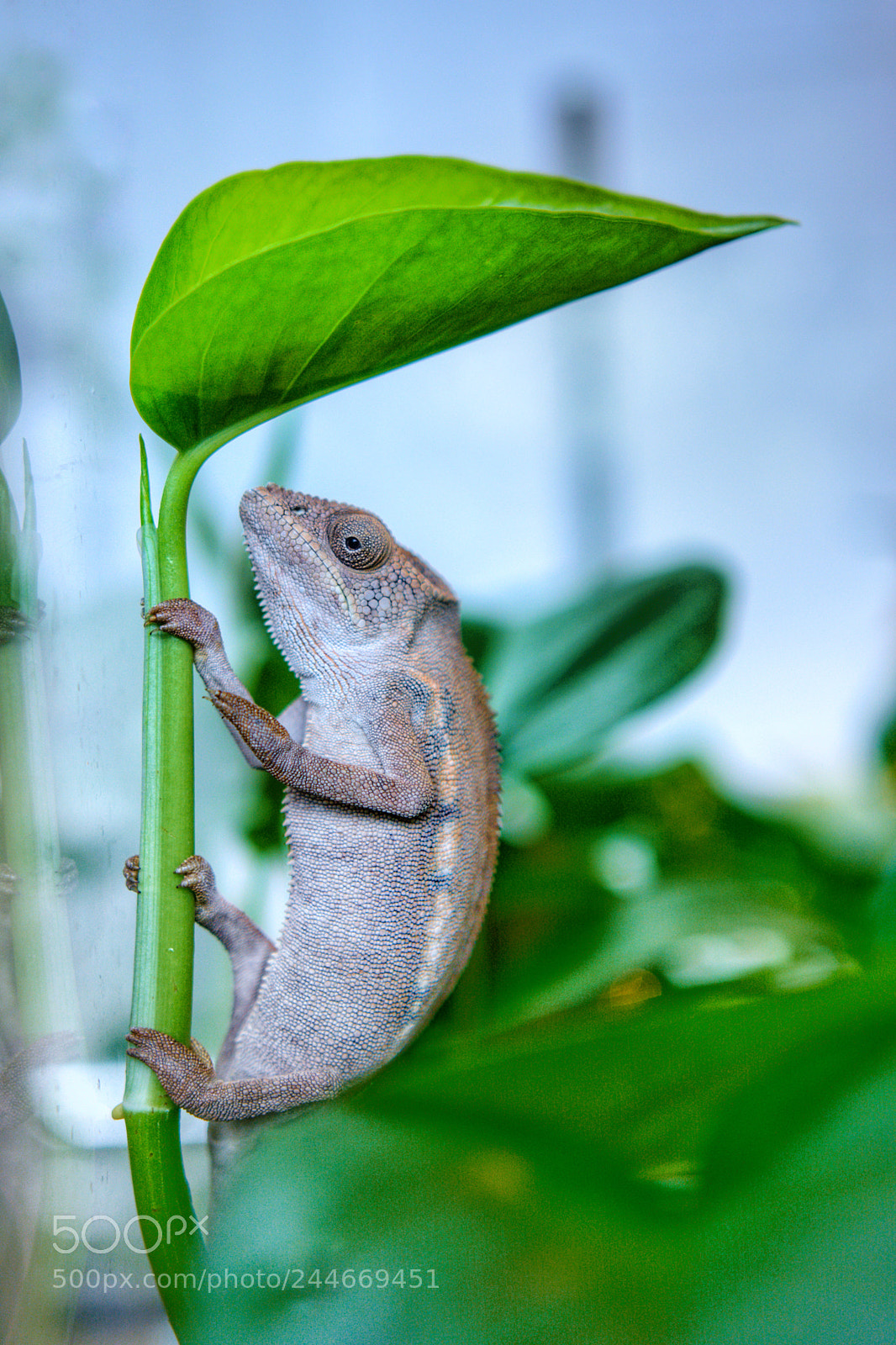 Nikon D7100 sample photo. Lizard in shanghai nature photography