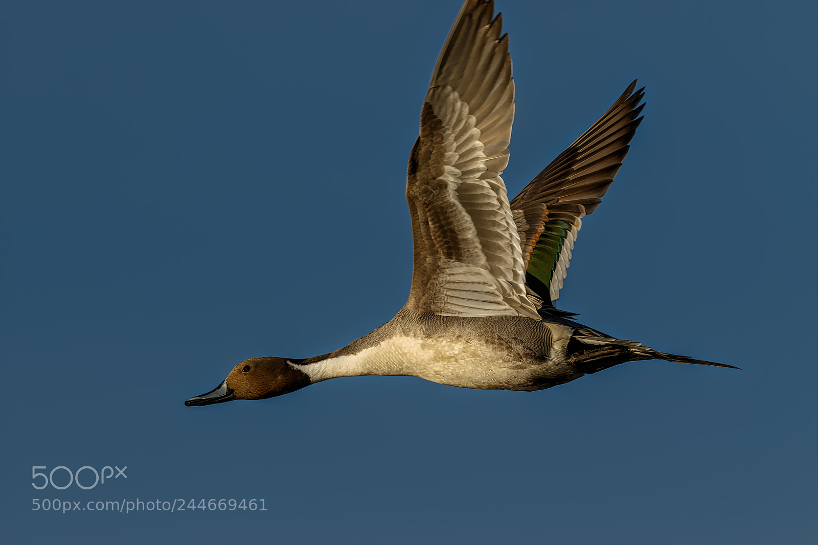 Canon EOS 7D Mark II sample photo. Pintail after the take-off photography