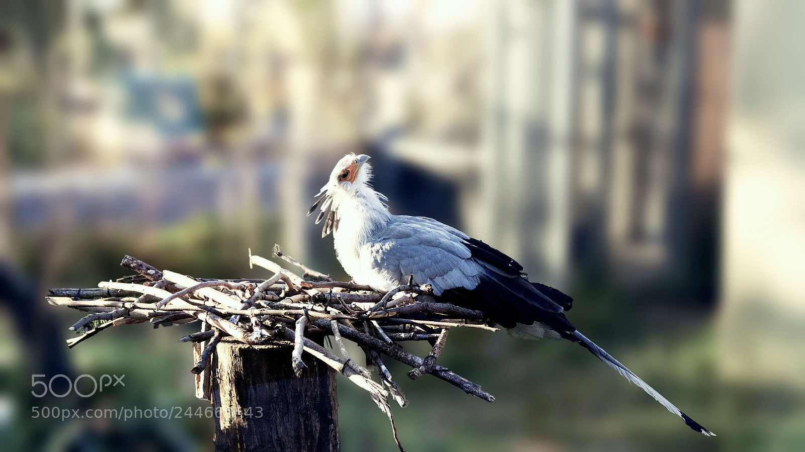 Canon EOS 1200D (EOS Rebel T5 / EOS Kiss X70 / EOS Hi) sample photo. Secretary bird photography