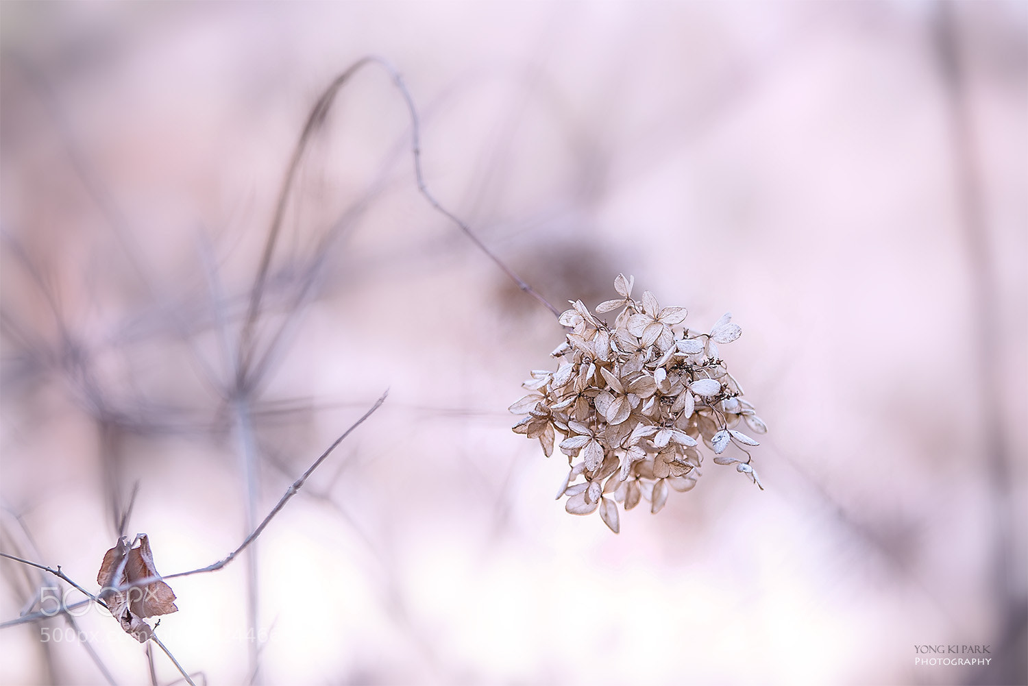 Pentax K-1 sample photo. The trace of the photography