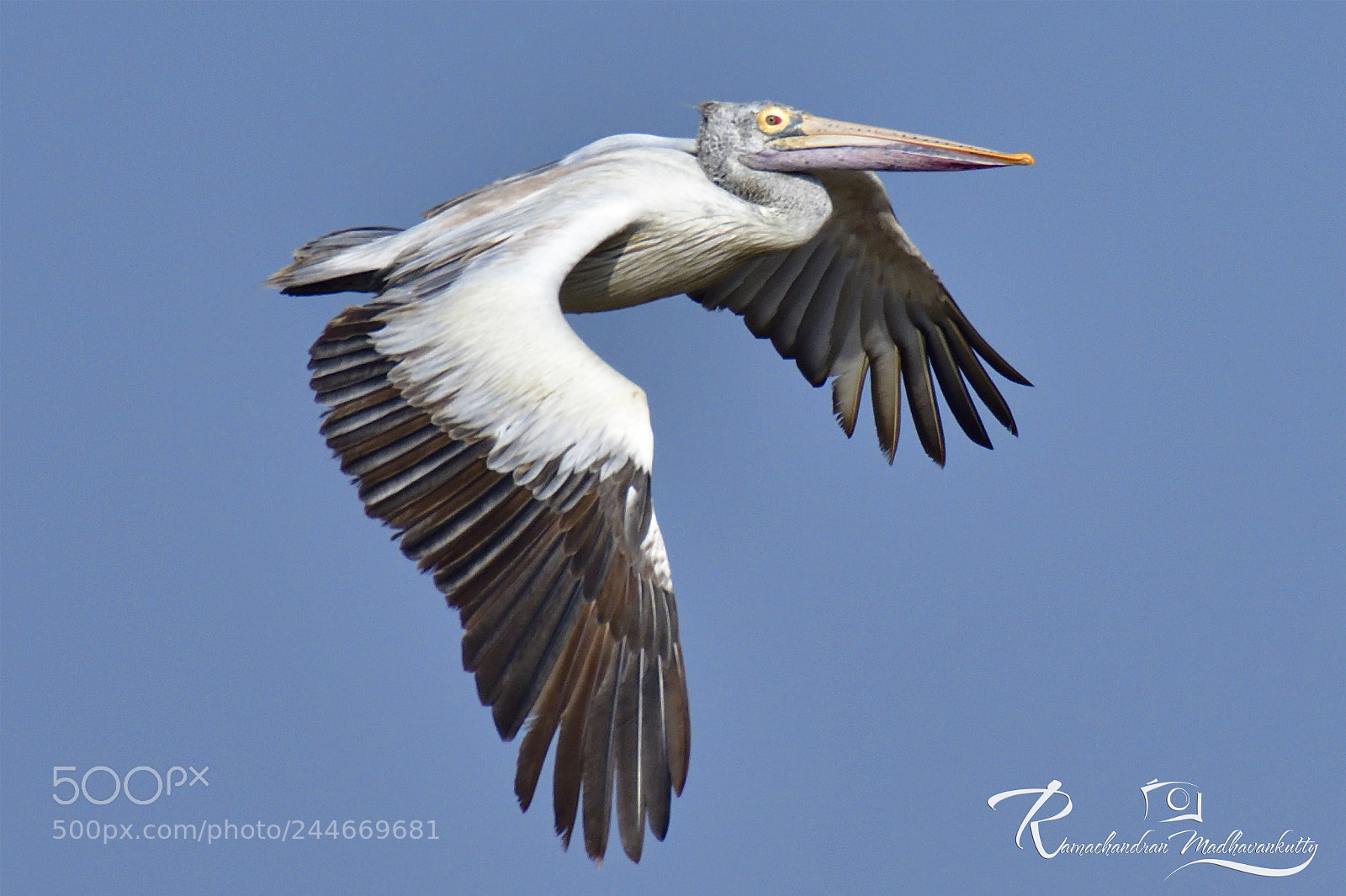 Nikon D500 sample photo. Spot-billed pelican - another photography