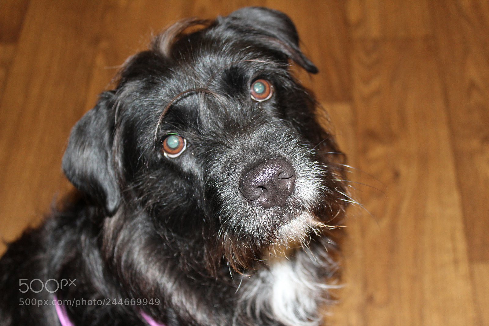 Canon EOS 1300D (EOS Rebel T6 / EOS Kiss X80) sample photo. Wheres my treat? photography