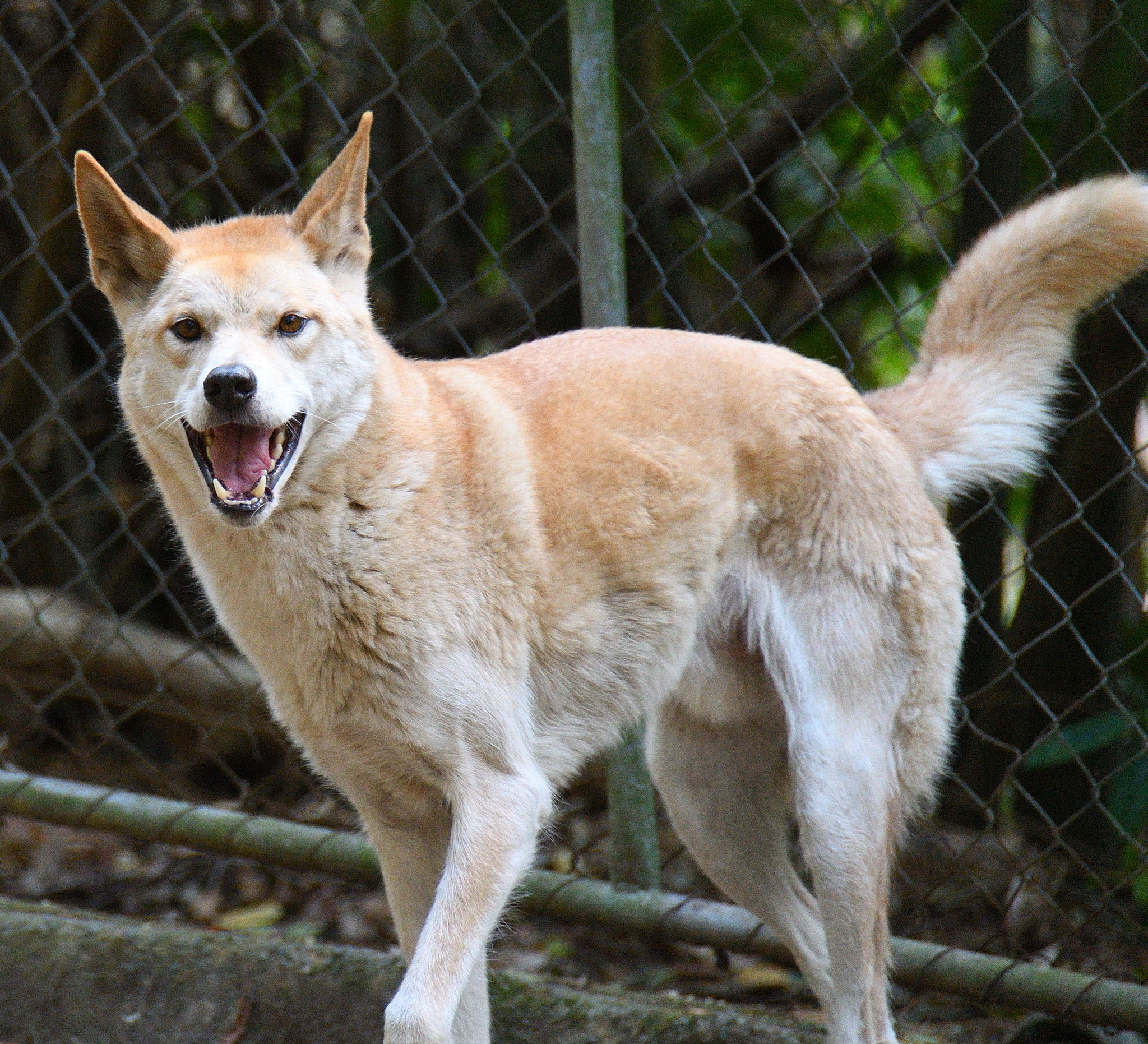 Nikon D500 sample photo. Australian dingo photography