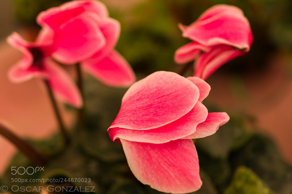 Nikon D3400 sample photo. ¡hermosos colores! photography
