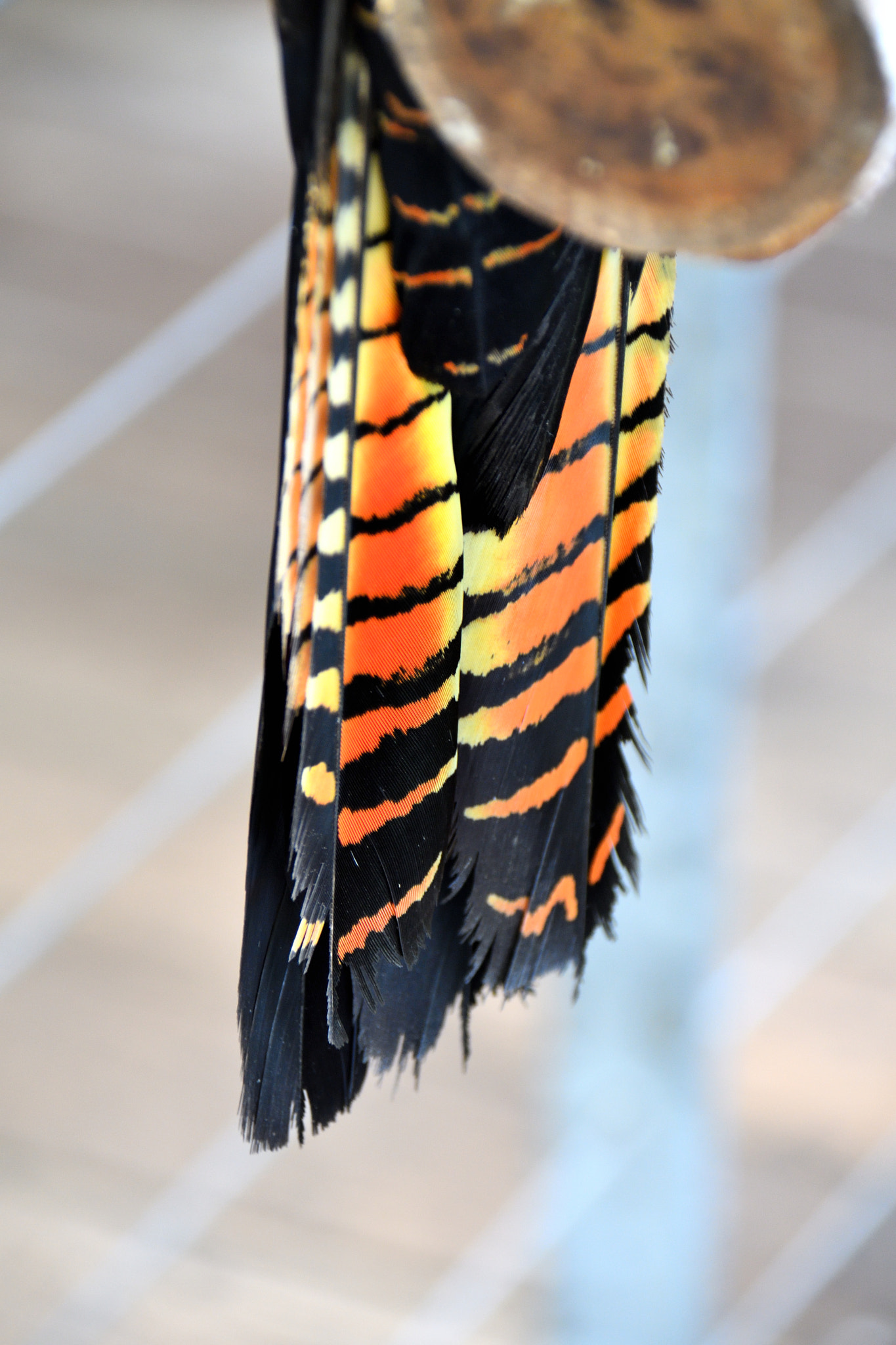 Nikon D500 sample photo. Colourful feathers photography